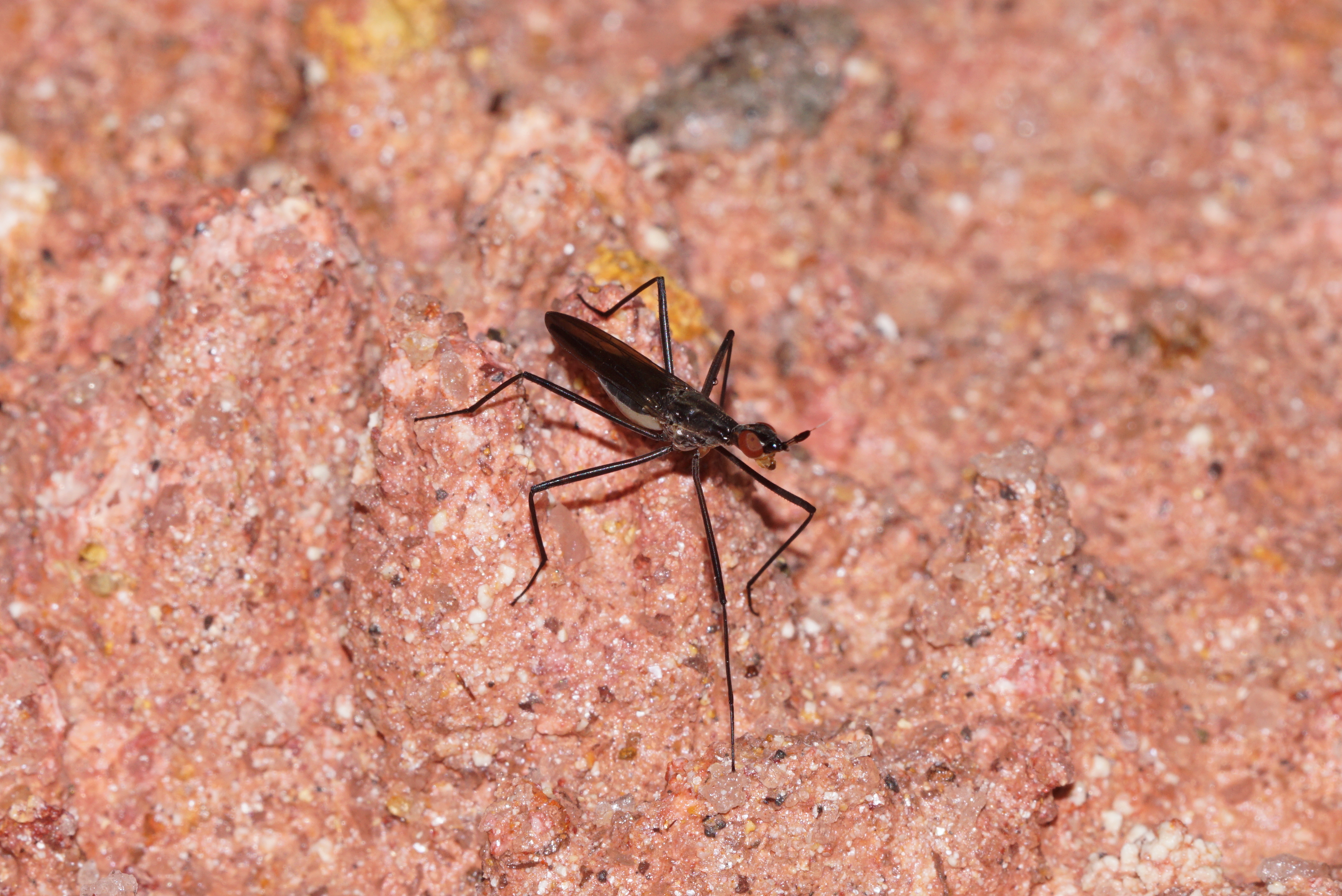 Micropezidae 07914