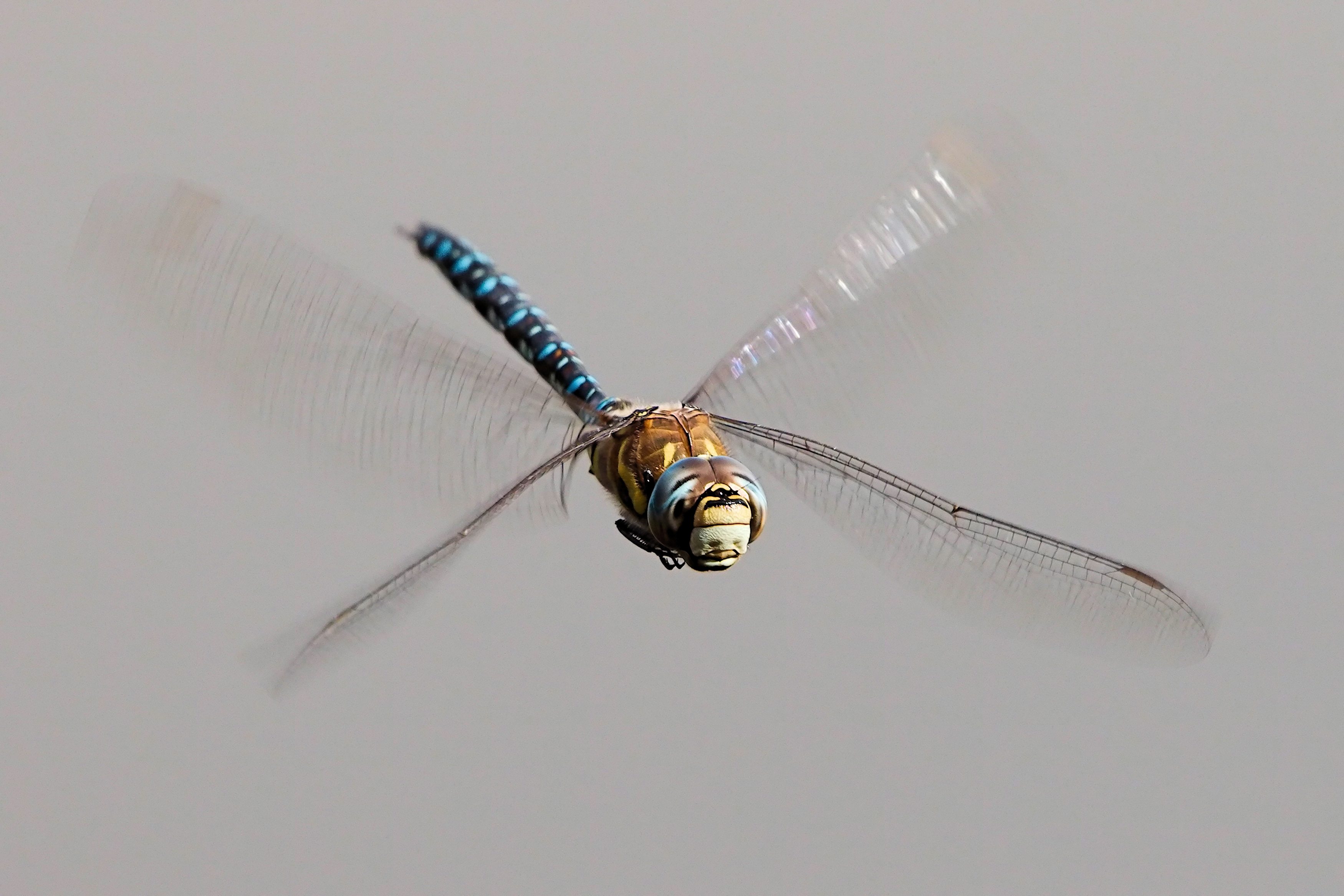 Migrant Hawker - Lackford Lakes (36897120515)