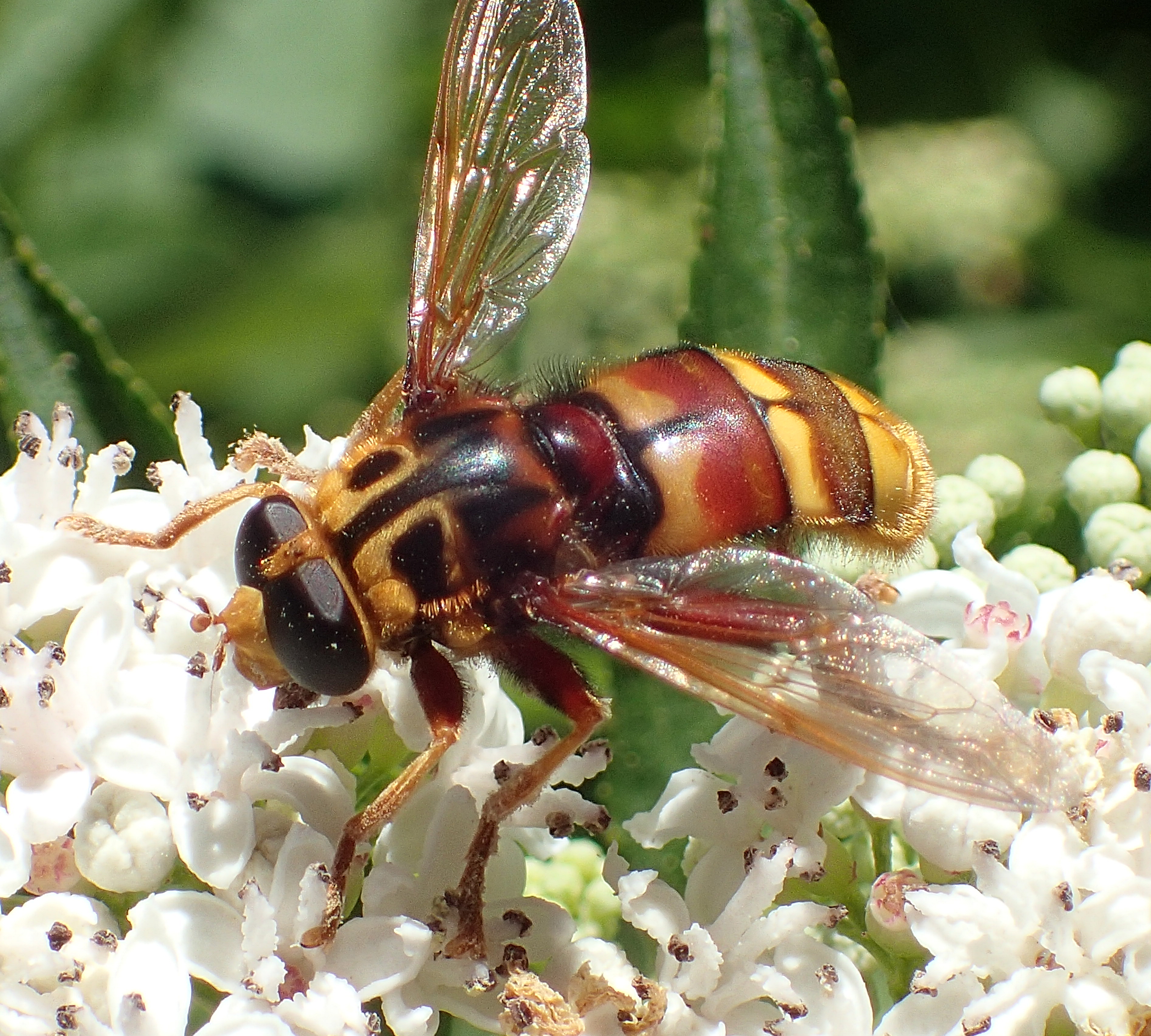 Milesia crabroniformis Greece