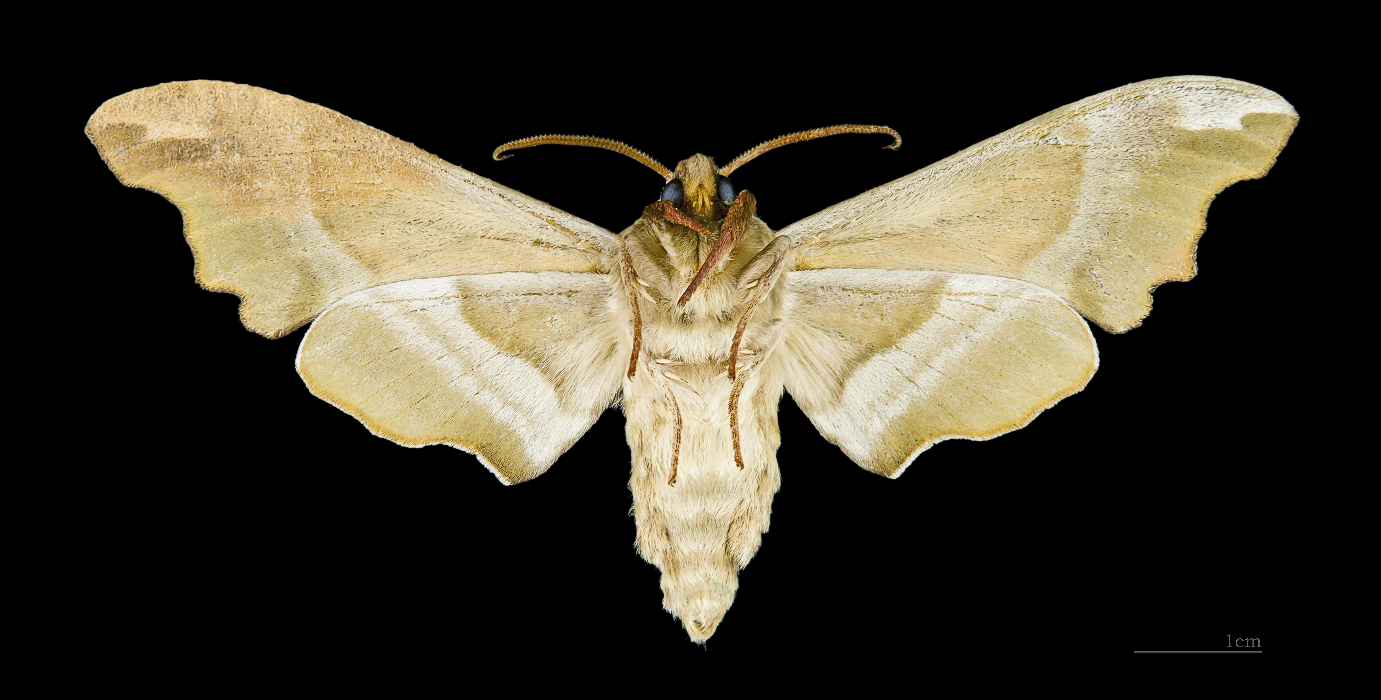 Mimas tiliae MHNT male ventre
