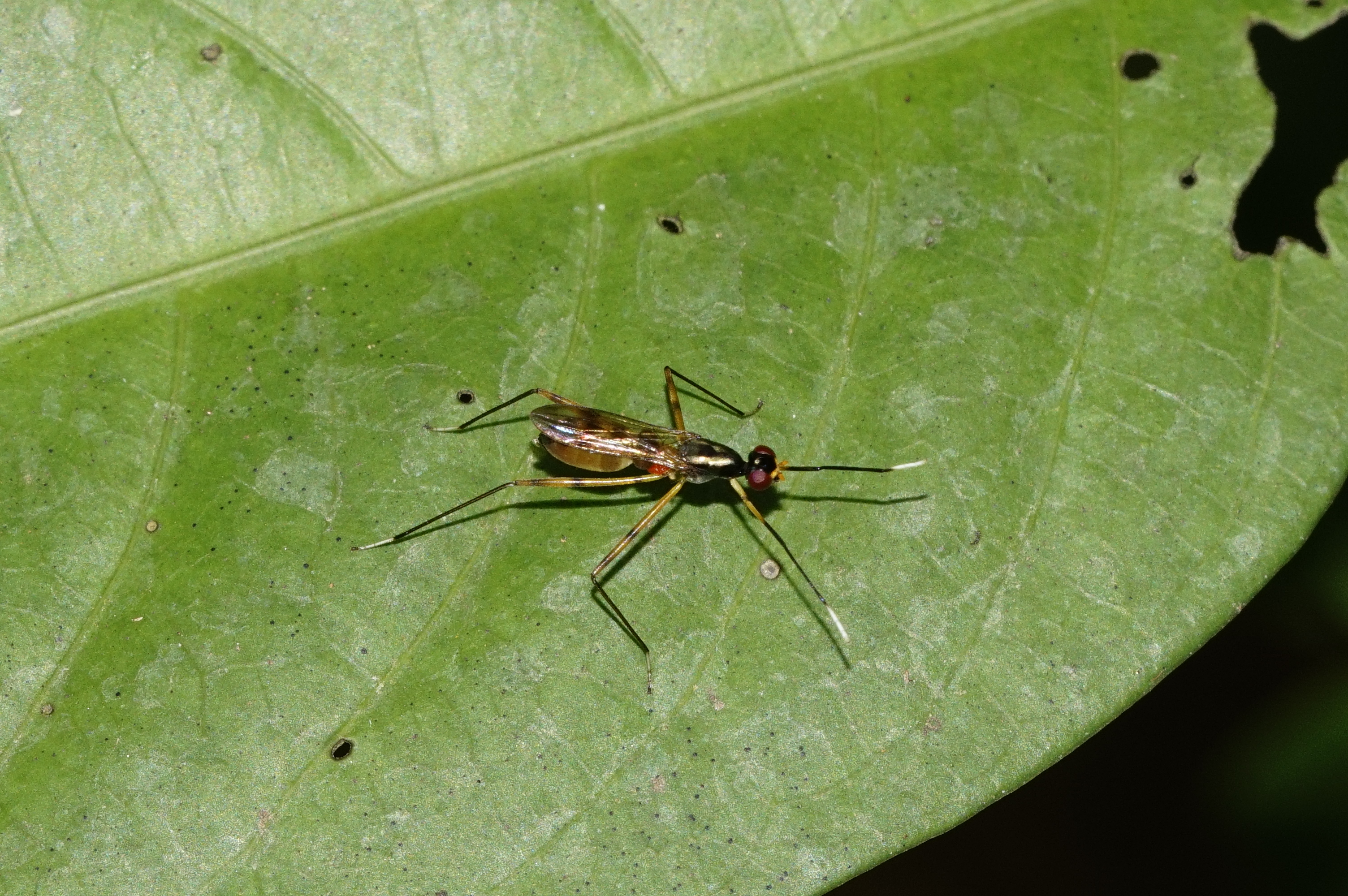 Mimegralla albimana 4917