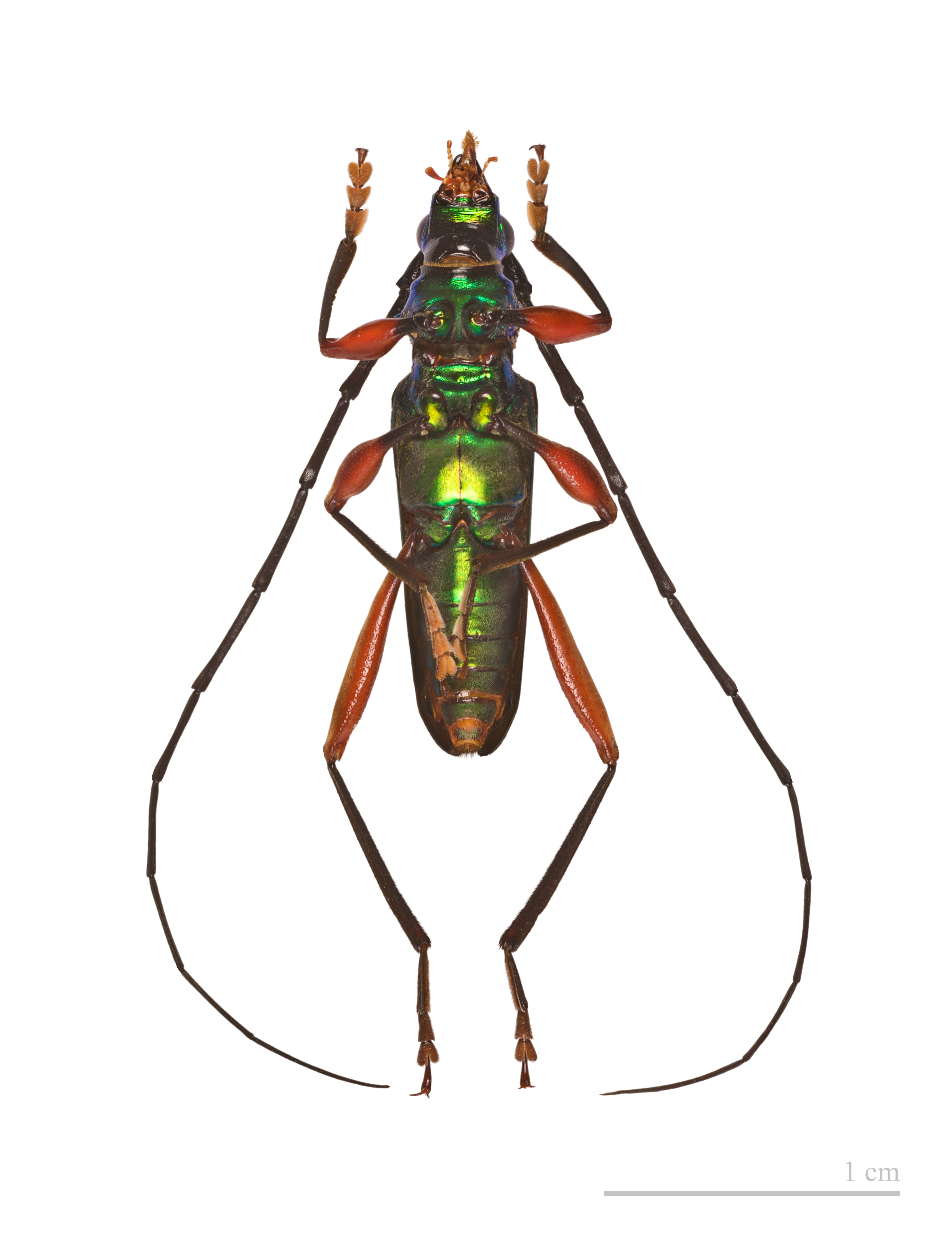 Mionochroma aureotinctum MHNT male ventre