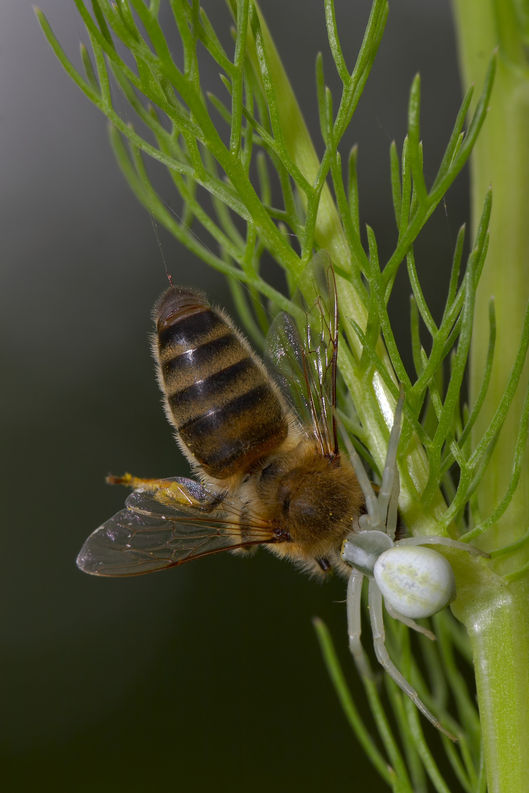 Misumena vatia Apis mellifera