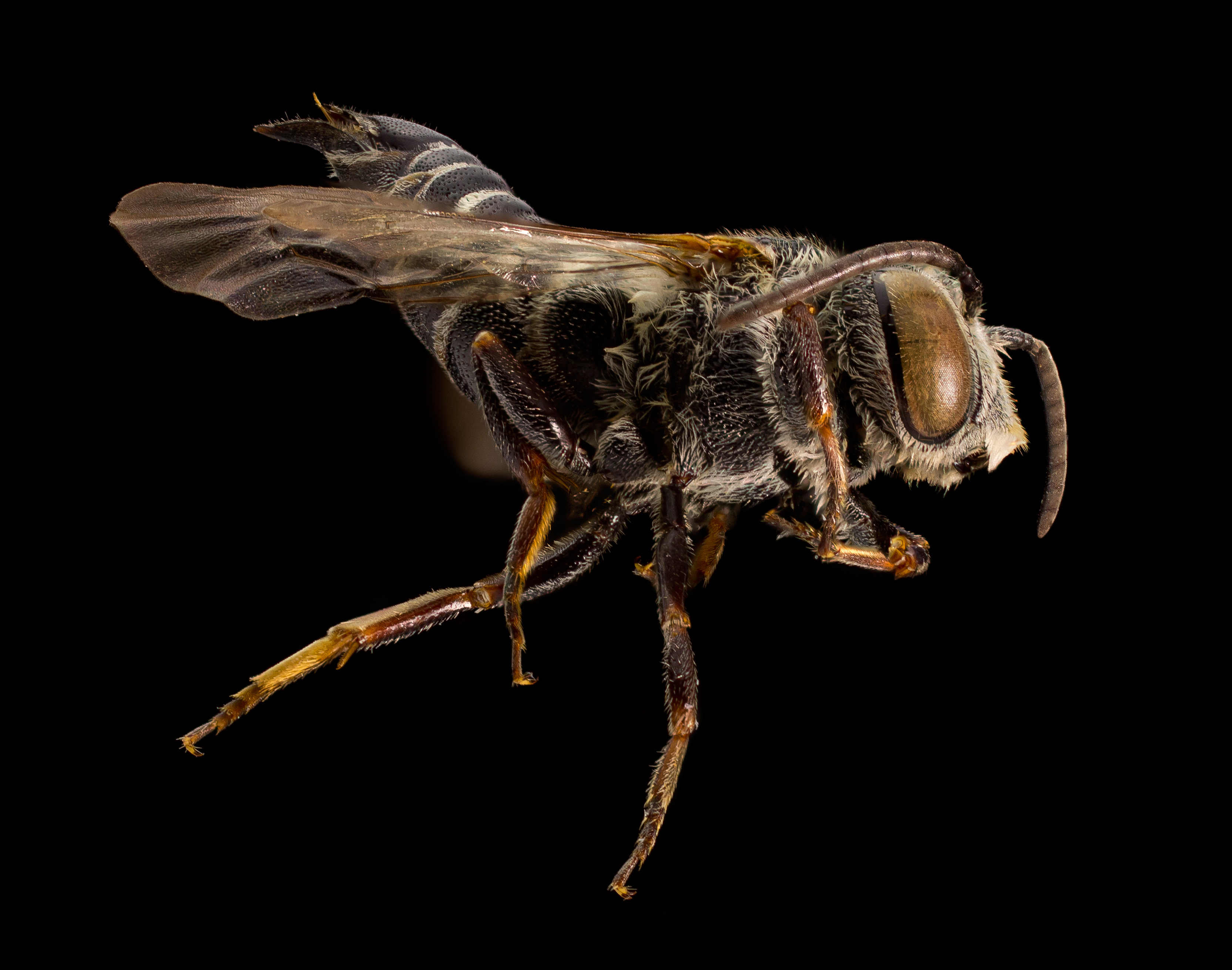 Modest Cuckoo (Coelioxys modesta) (12802422385)