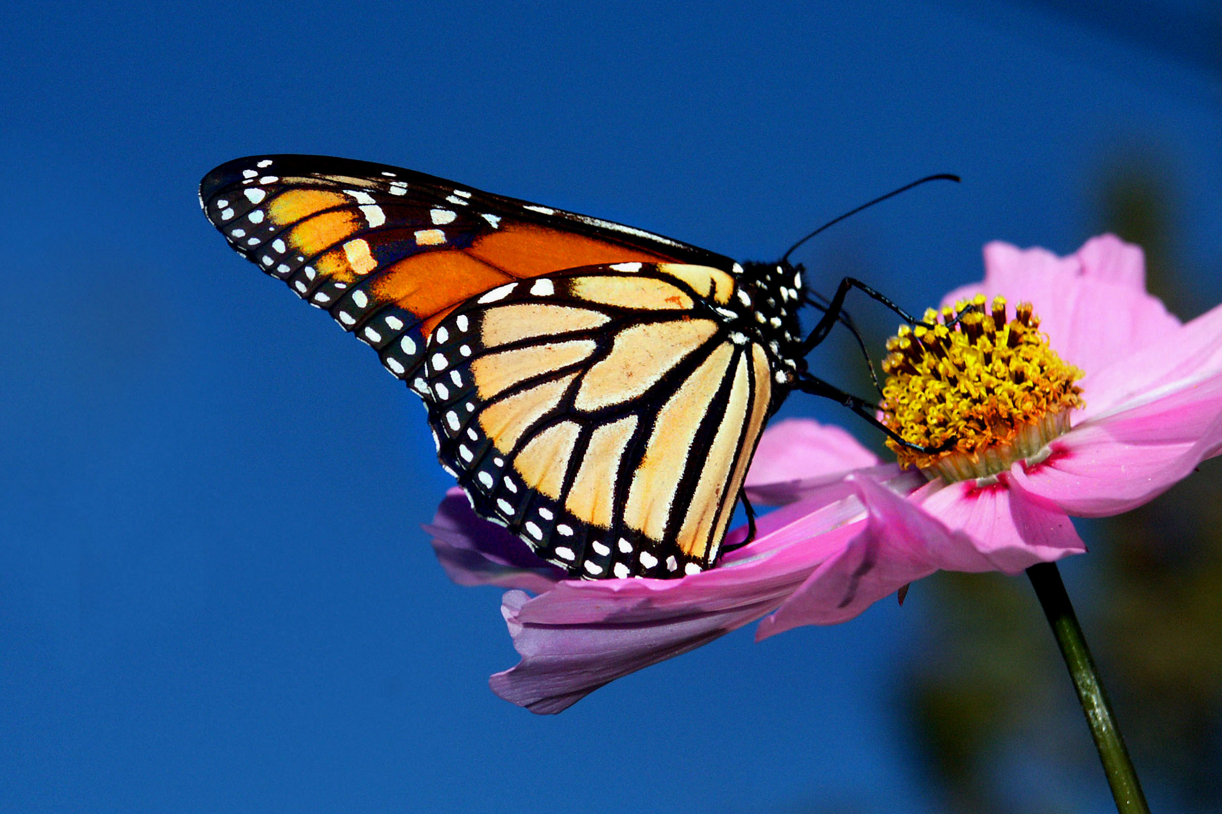 Monarch Butterfly on Cosmos (9252673241)