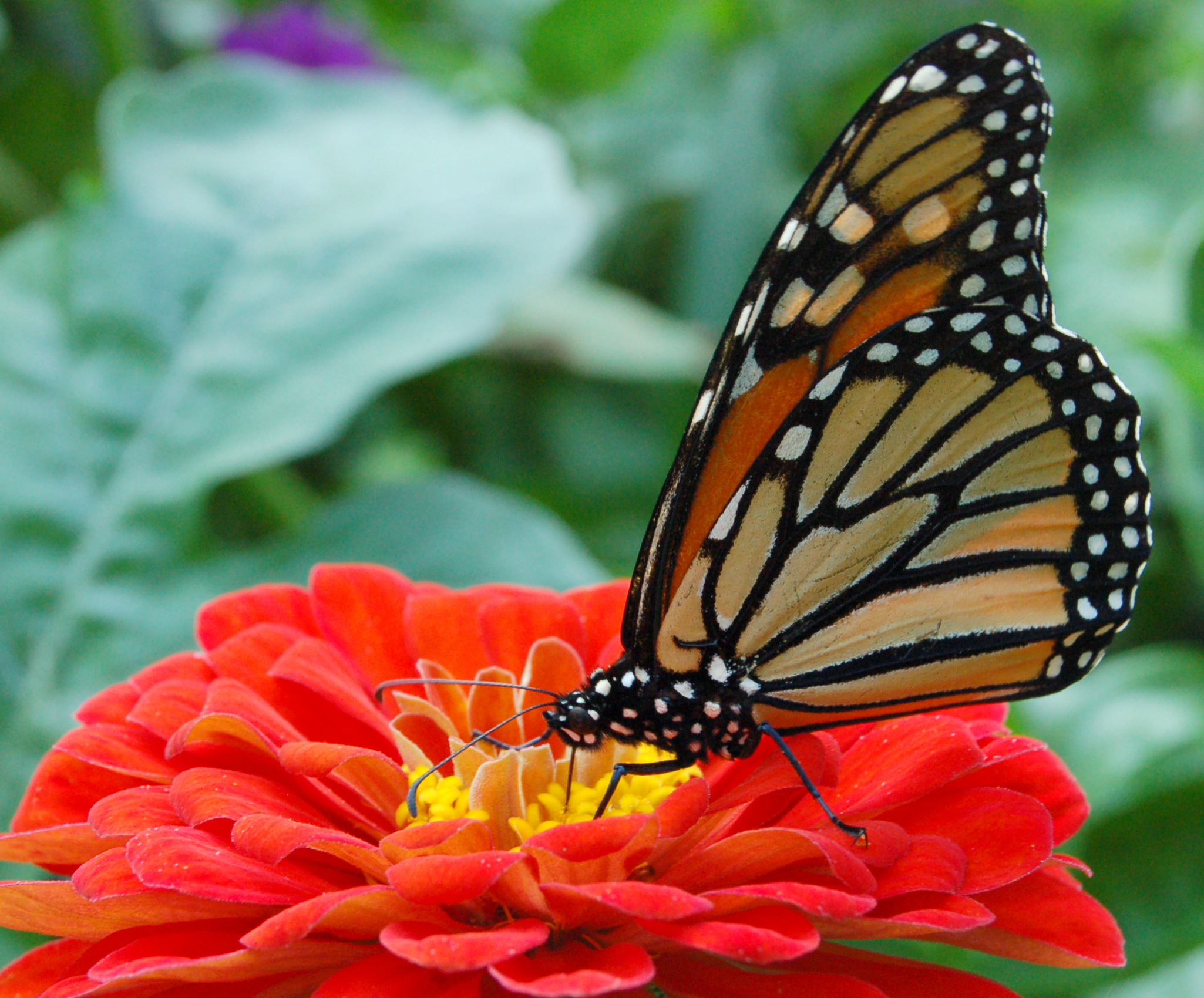 Monarch Butterfly Red Zinnia 2050px