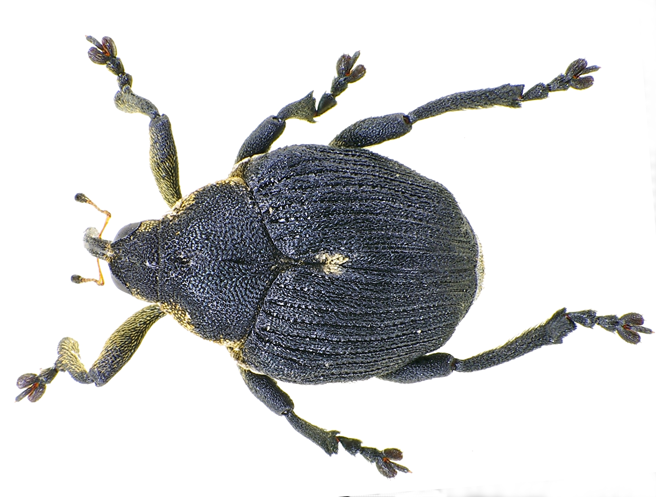 Mononychus male