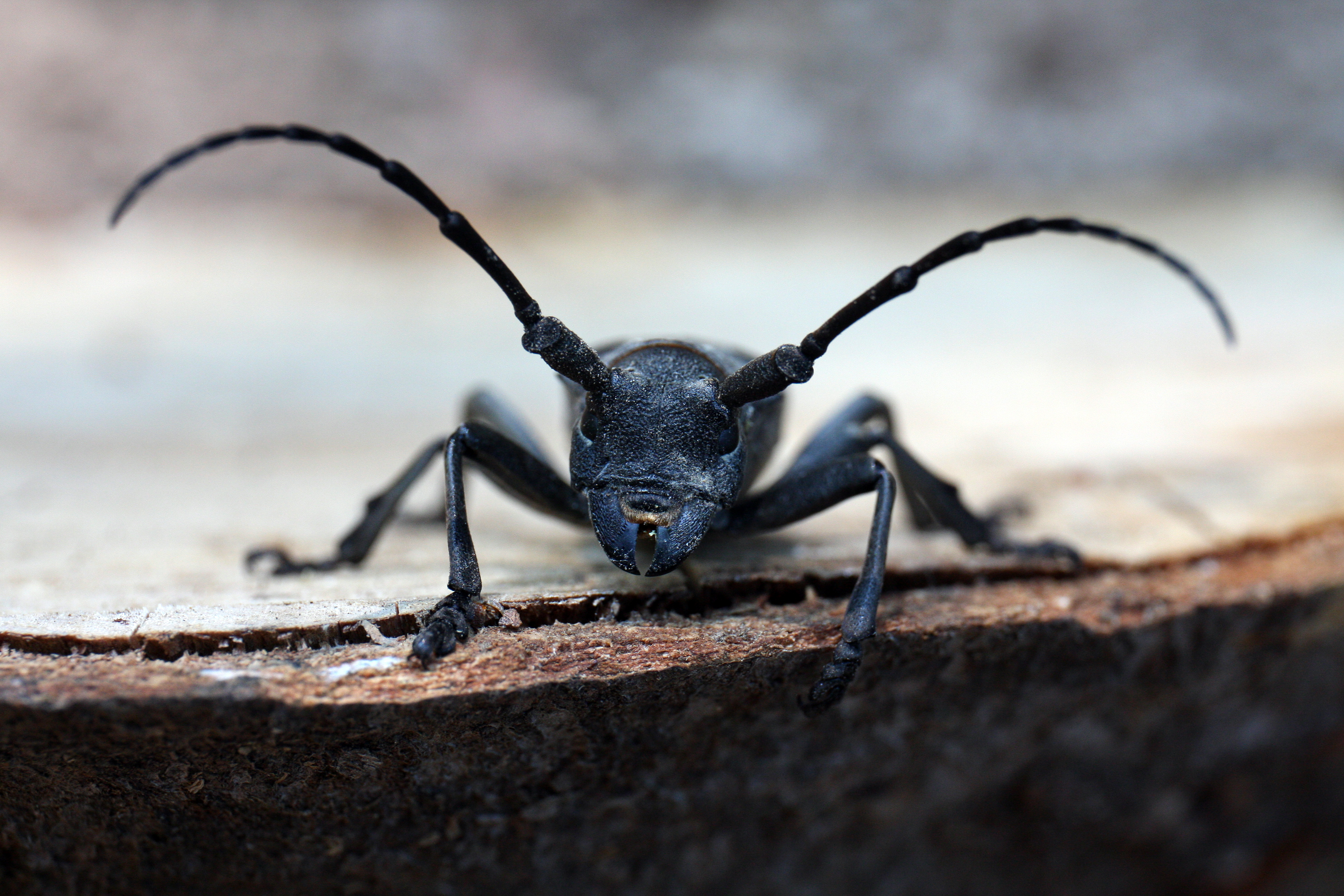 Morimus funereus-portrait