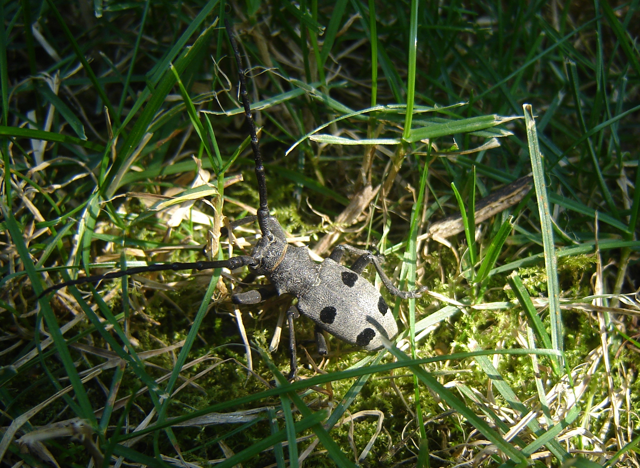 Morimus funereus in grass DSC02441