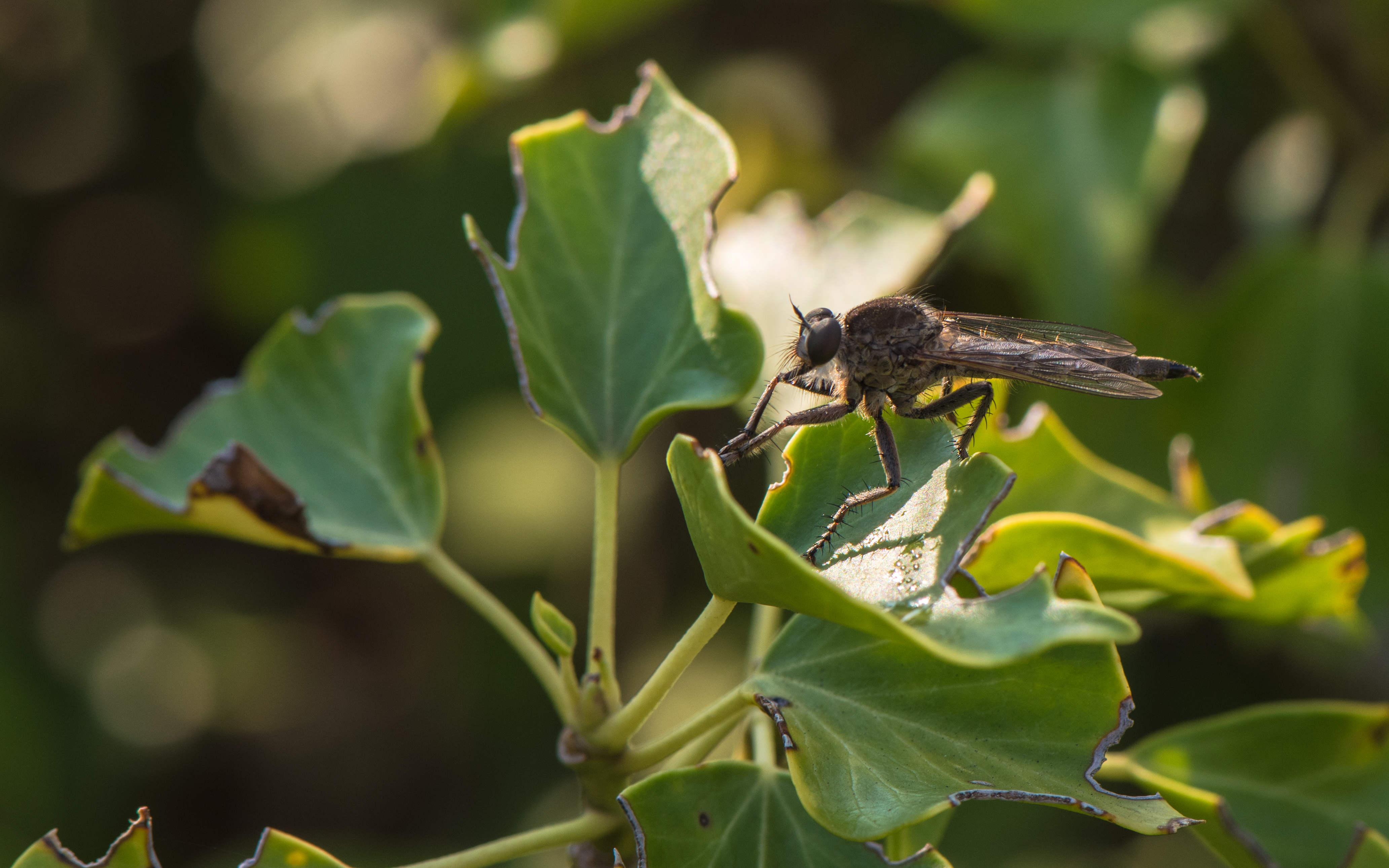 Morning grooming of a Machimus rusticus 04