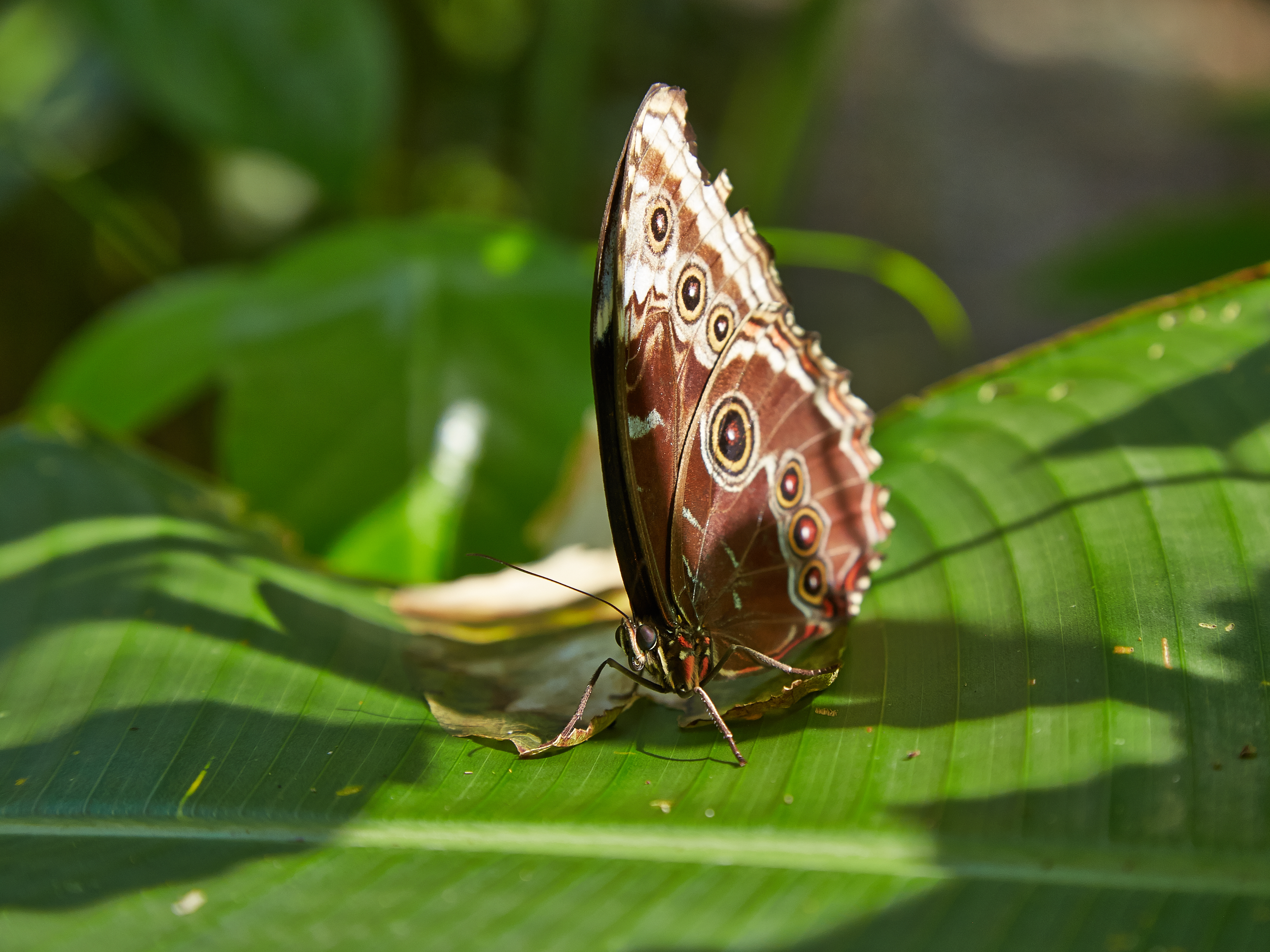 Morpho menelaus-IMG 0824