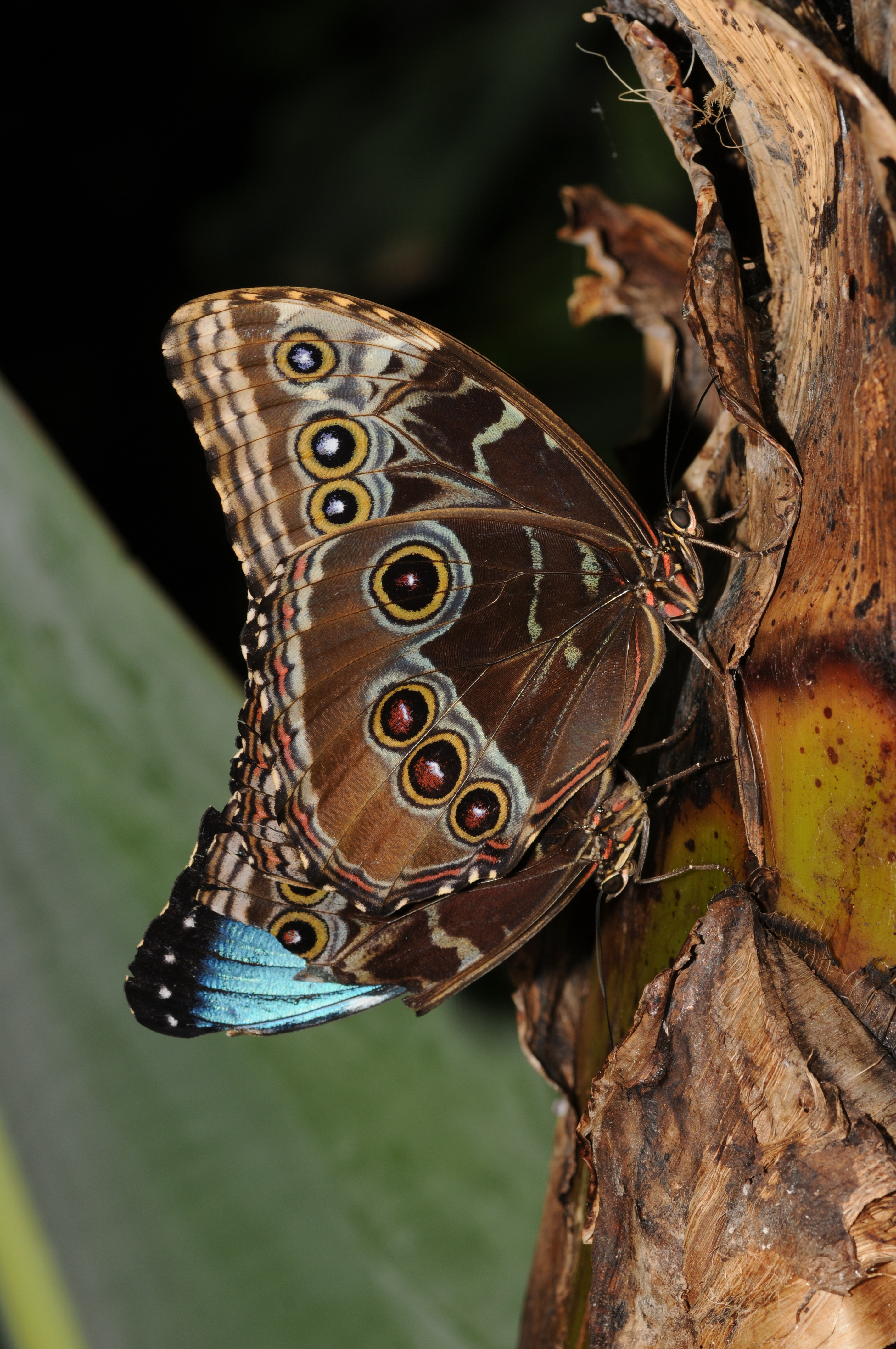 Morpho peleides 1
