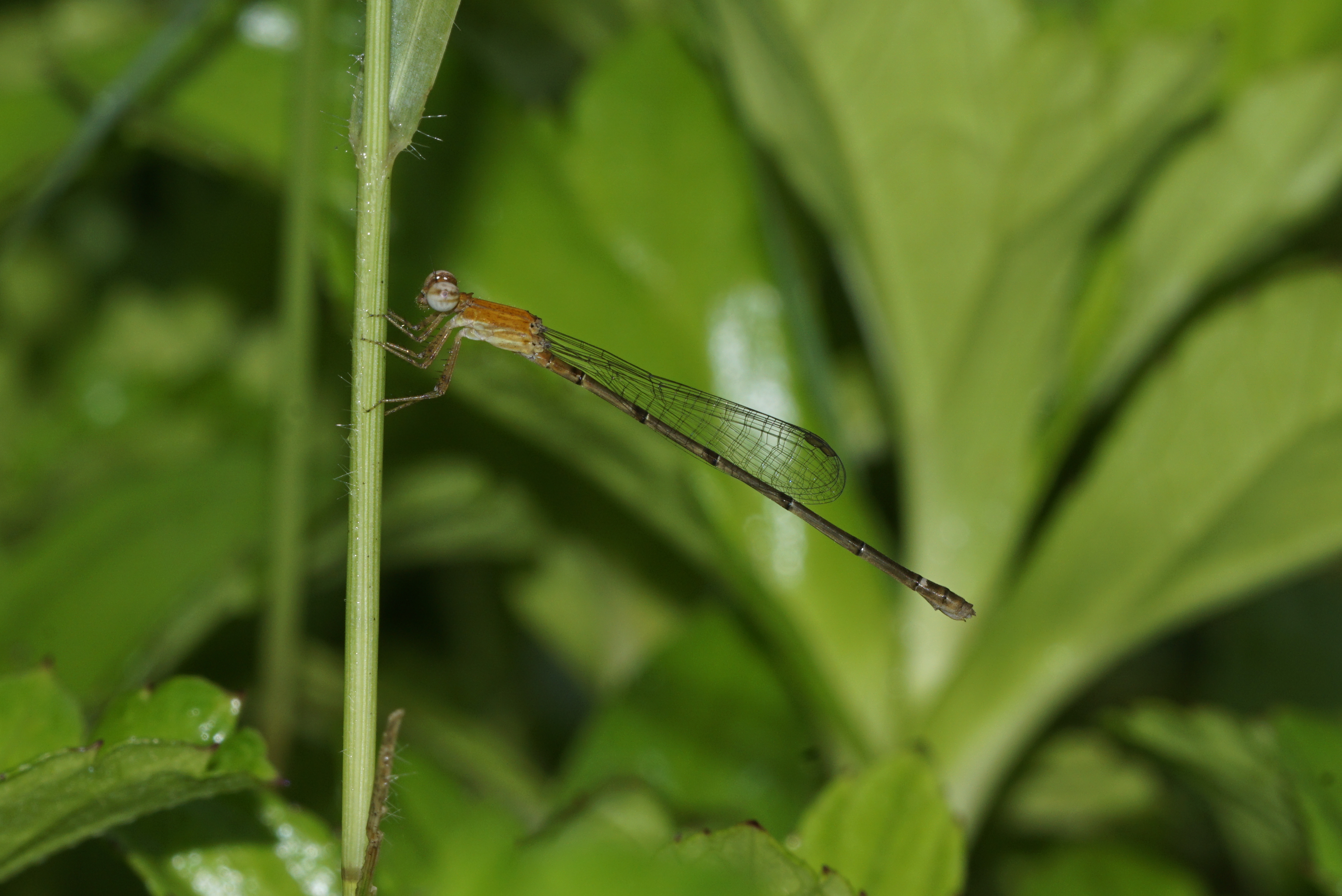Mortonagrion varralli7903