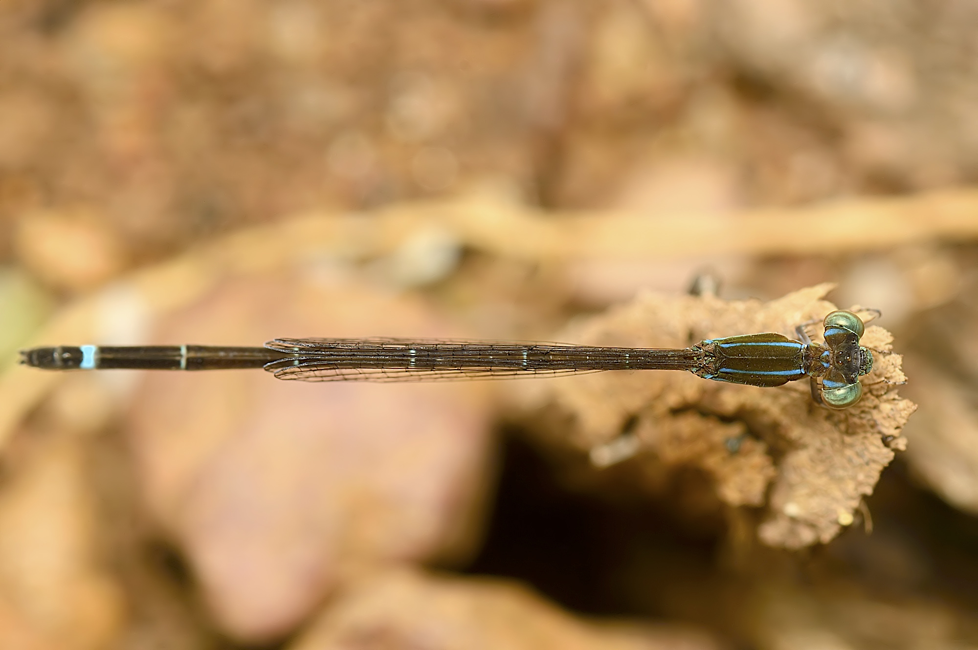 Mortonagrion varralli by Sunny Joseph 118