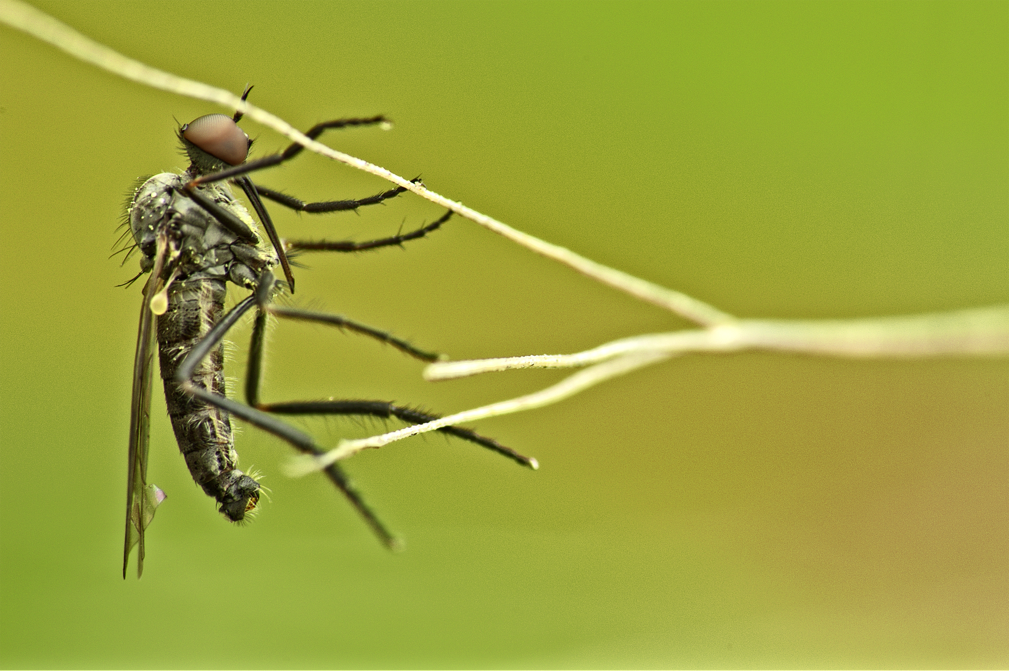 Mosquito (13517317393)