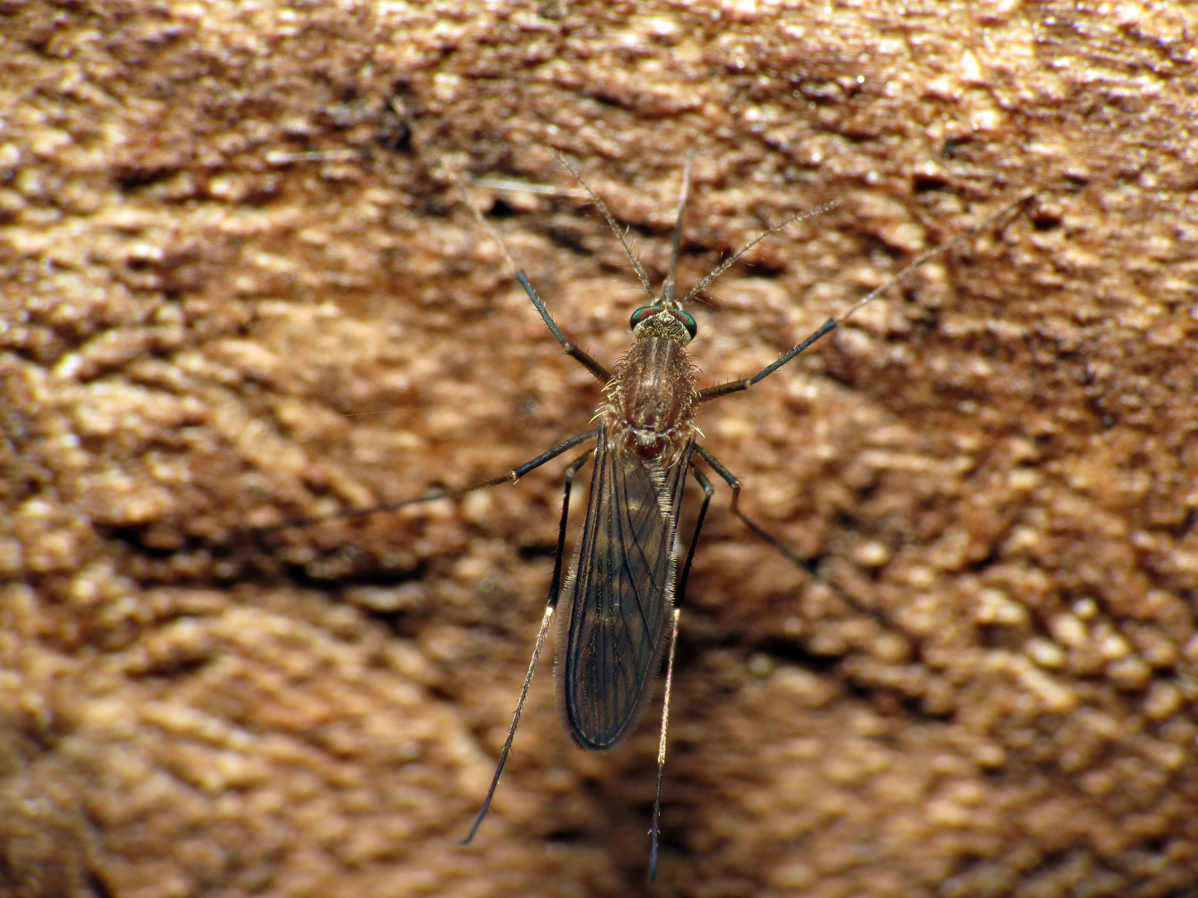 Mosquito - Flickr - treegrow (1)