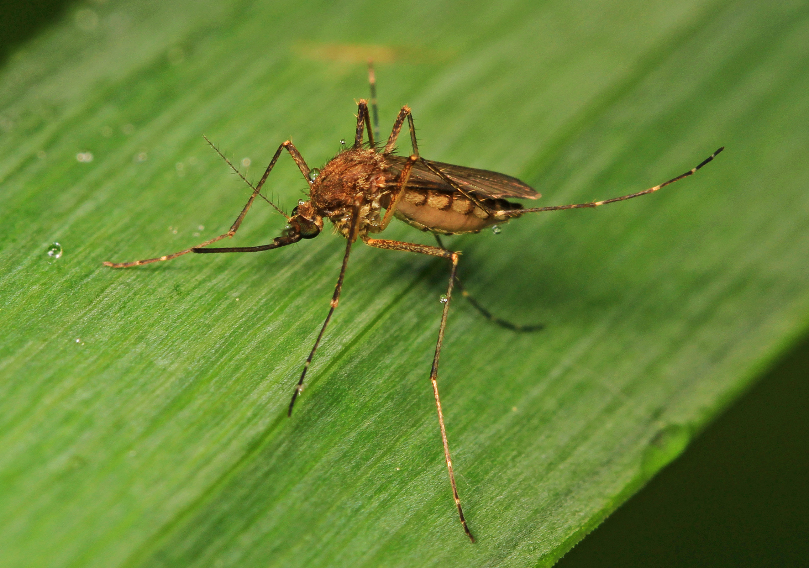 Mosquito, Felsenthal National Wildlife Refuge, Crossett, Arkansas
