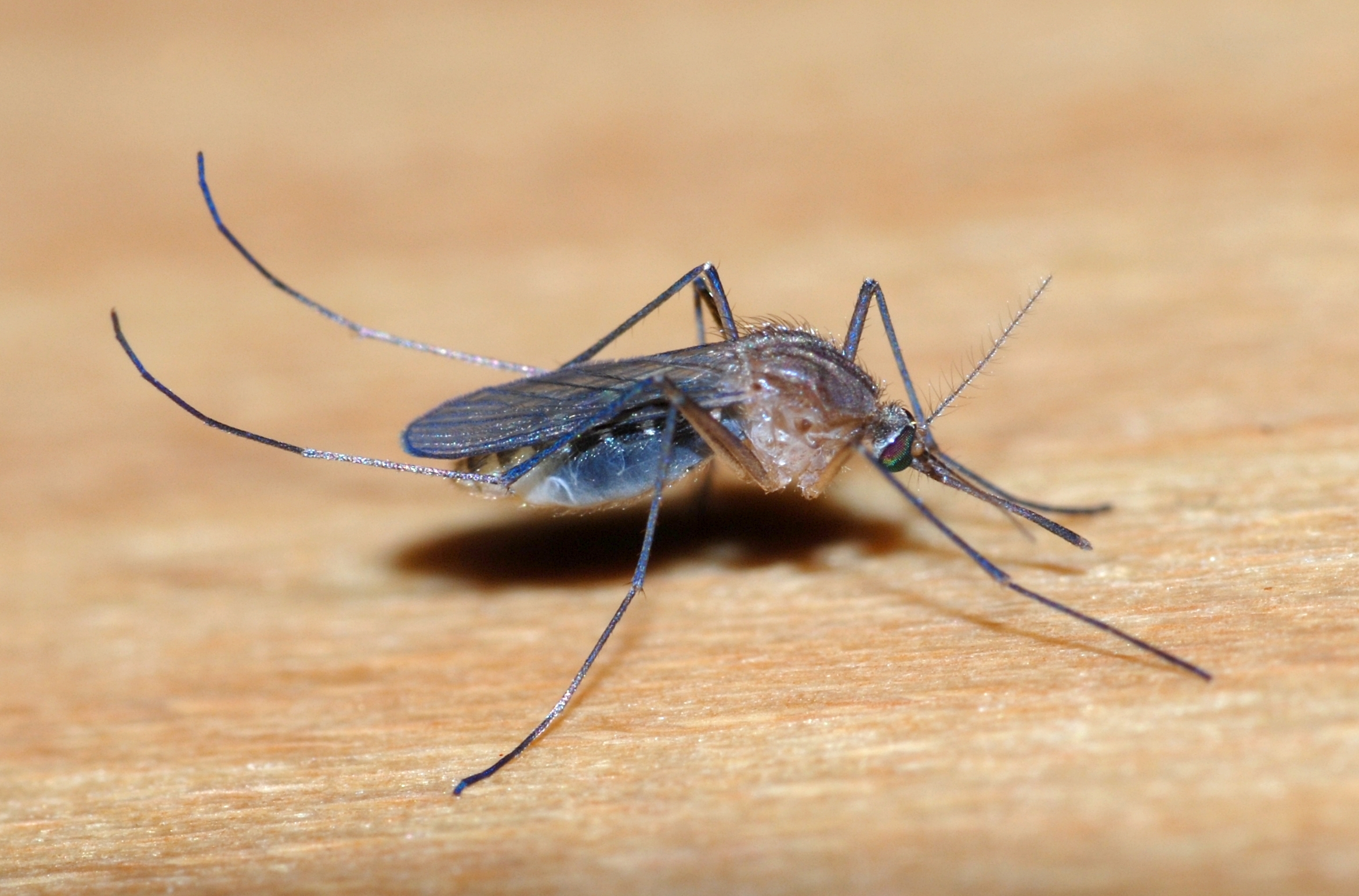 Mosquito September 2010-1