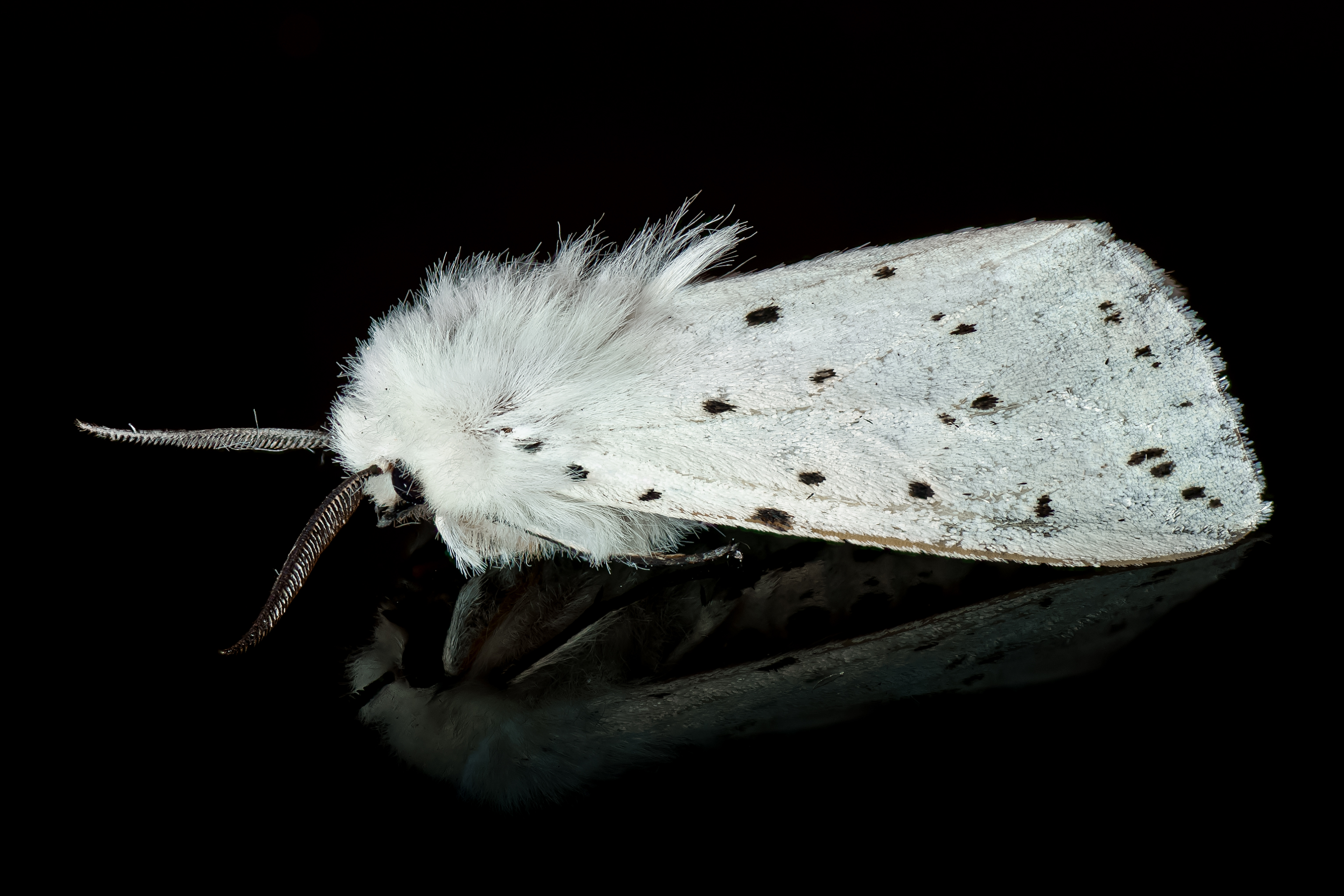 Moth 01 (MK)