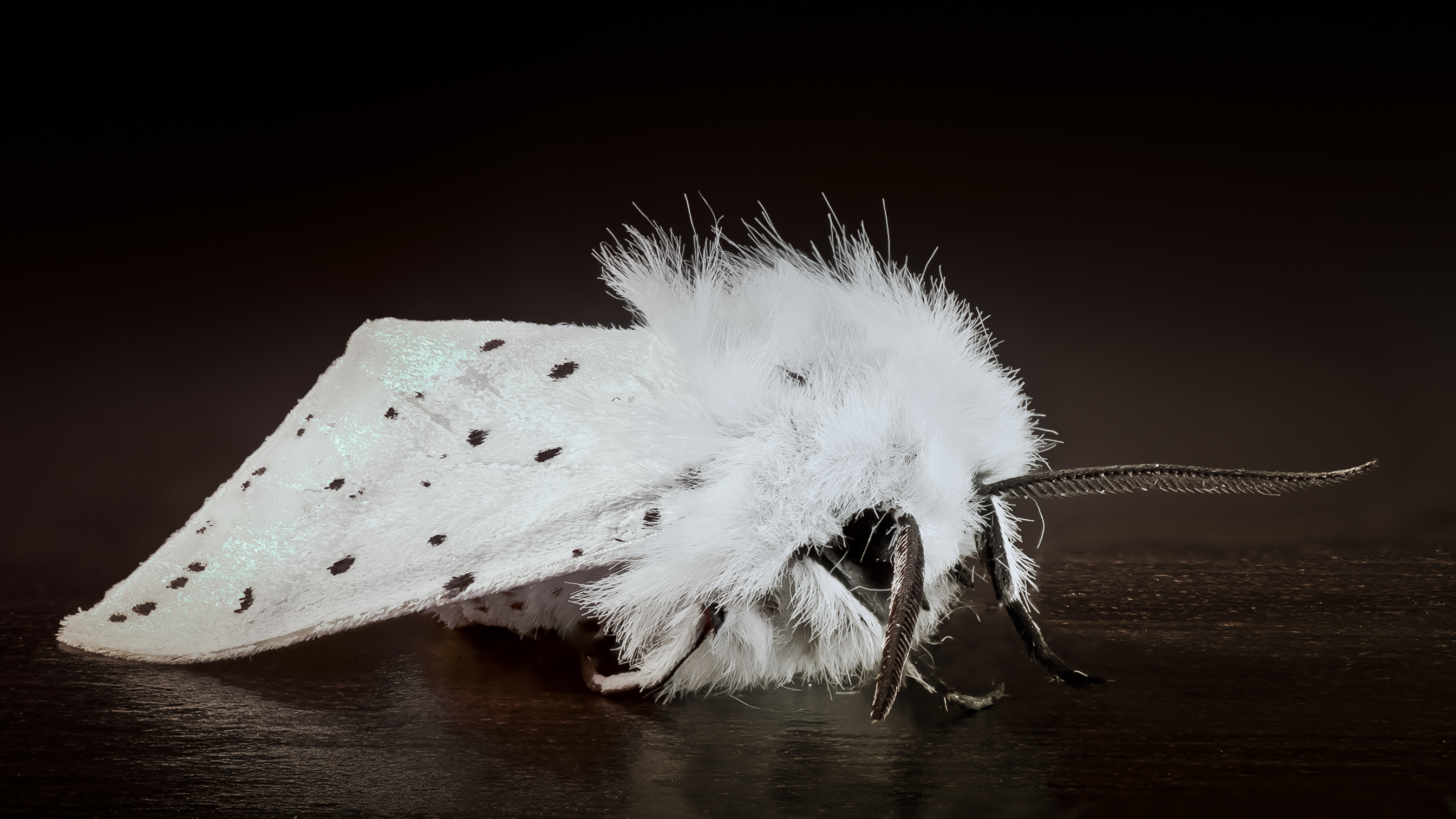 Moth 02 (MK)