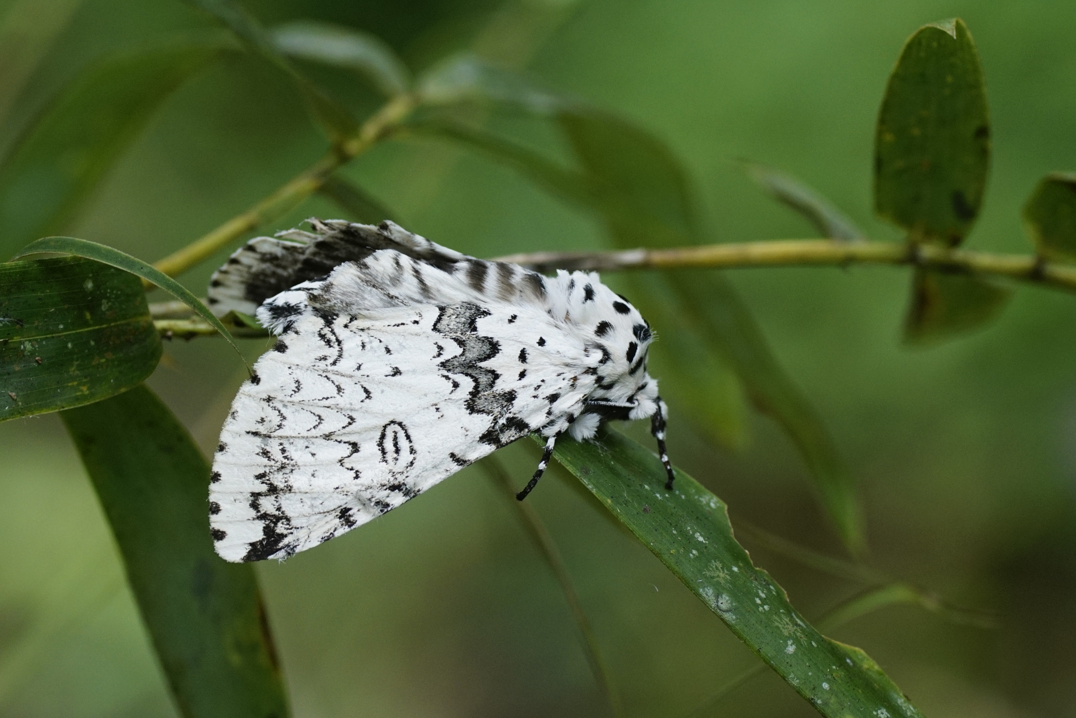 Moth (Cerurinae) 7687