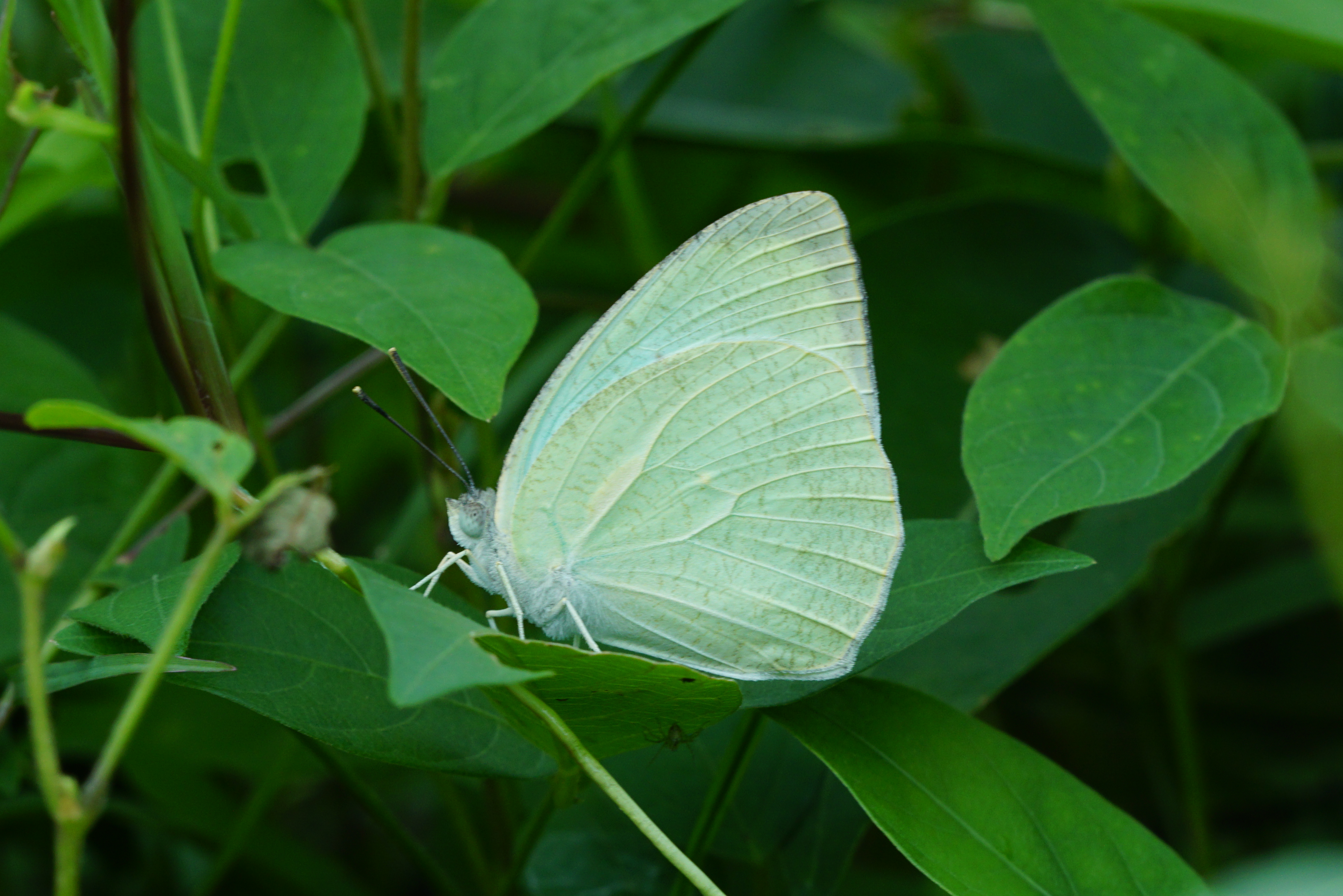 Mottled Emigrant 05328