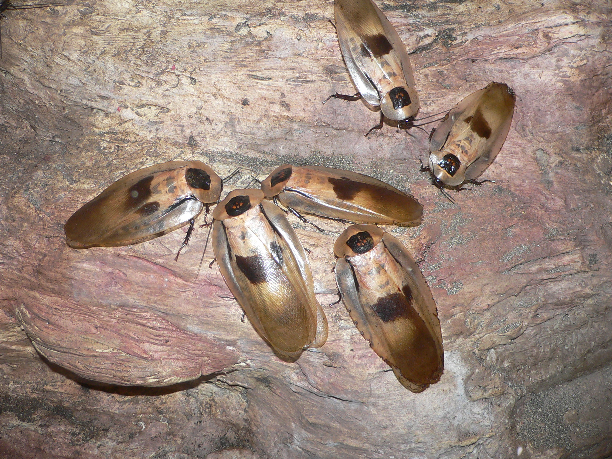 MP - blaberus giganteus 1