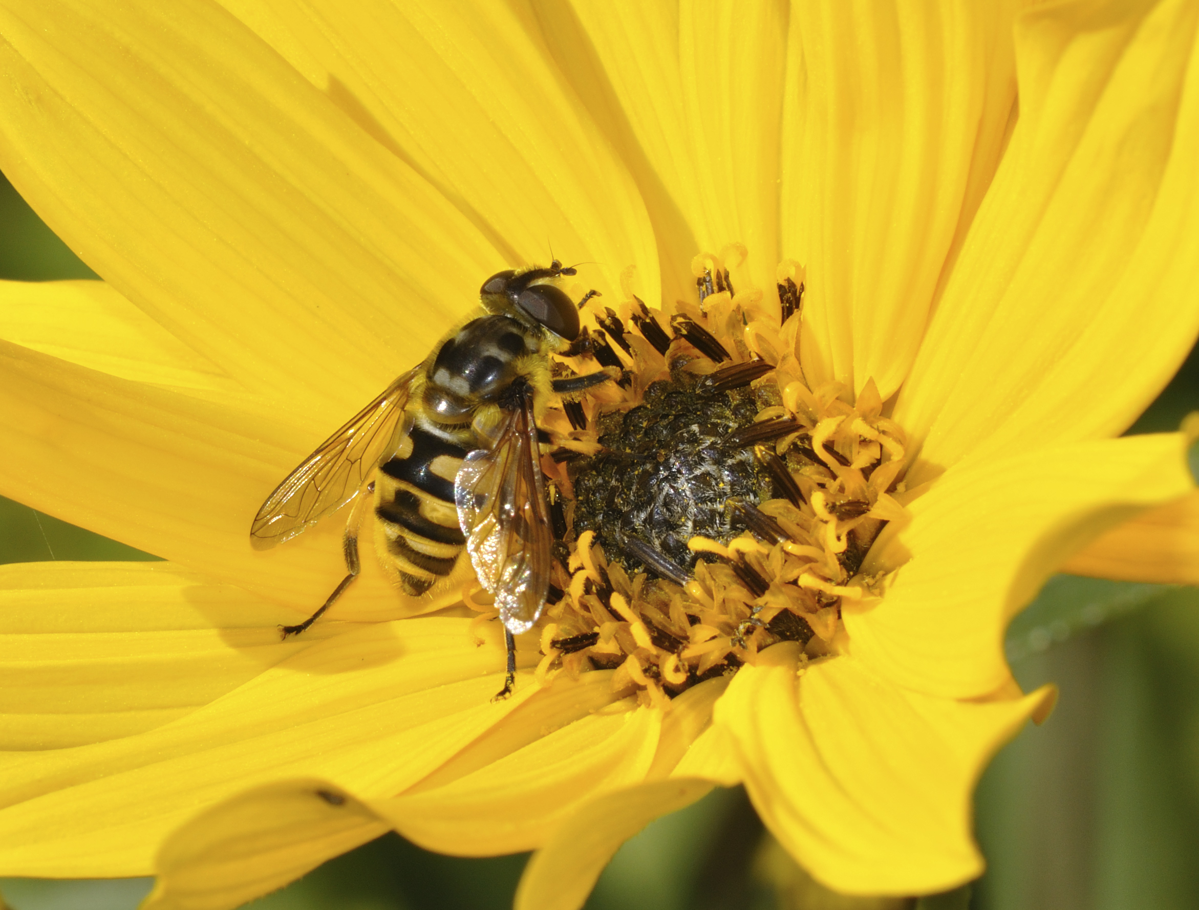 Myathropa florea qtl1
