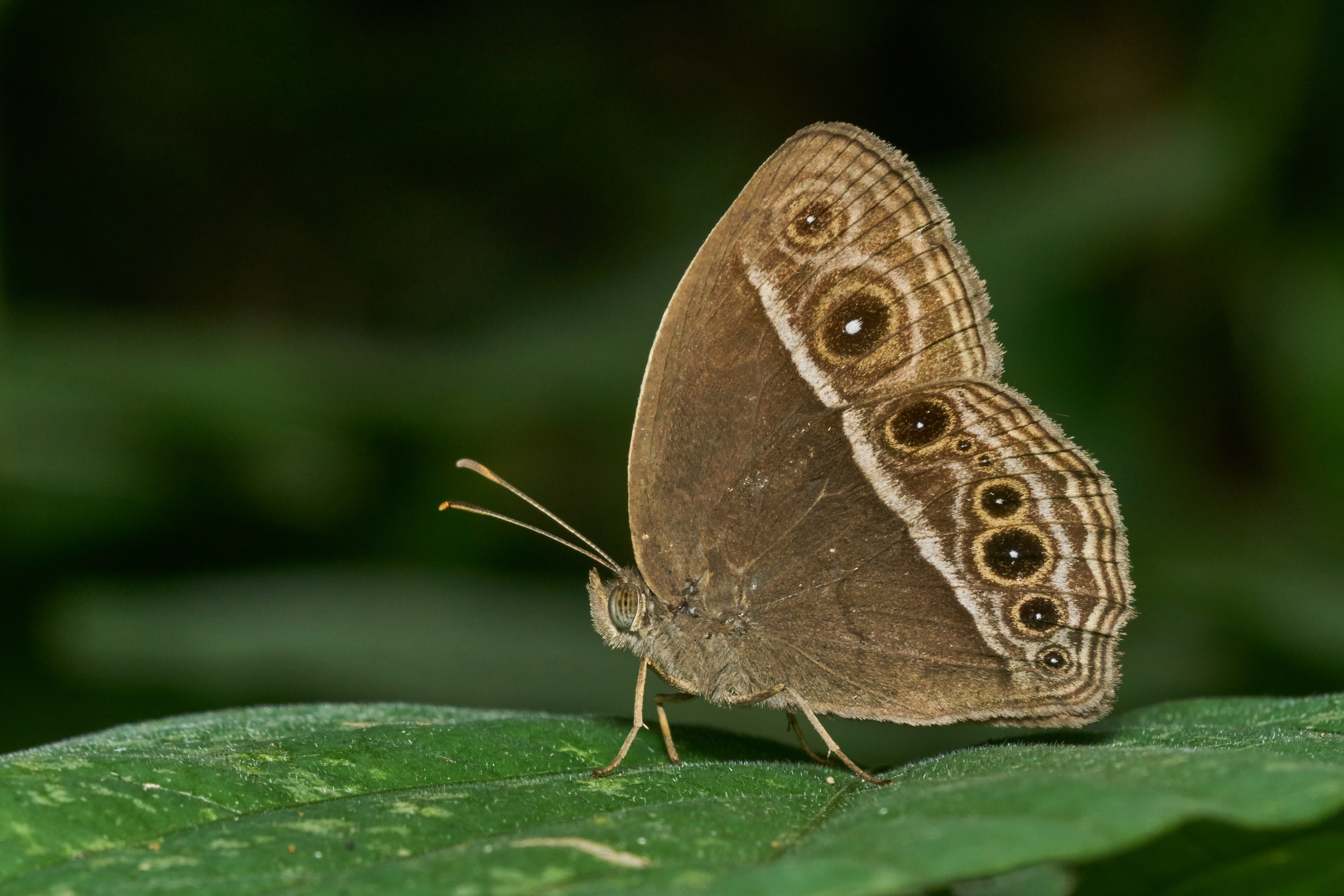 Mycalesis mineus-Kadavoor-2017-04-26-001