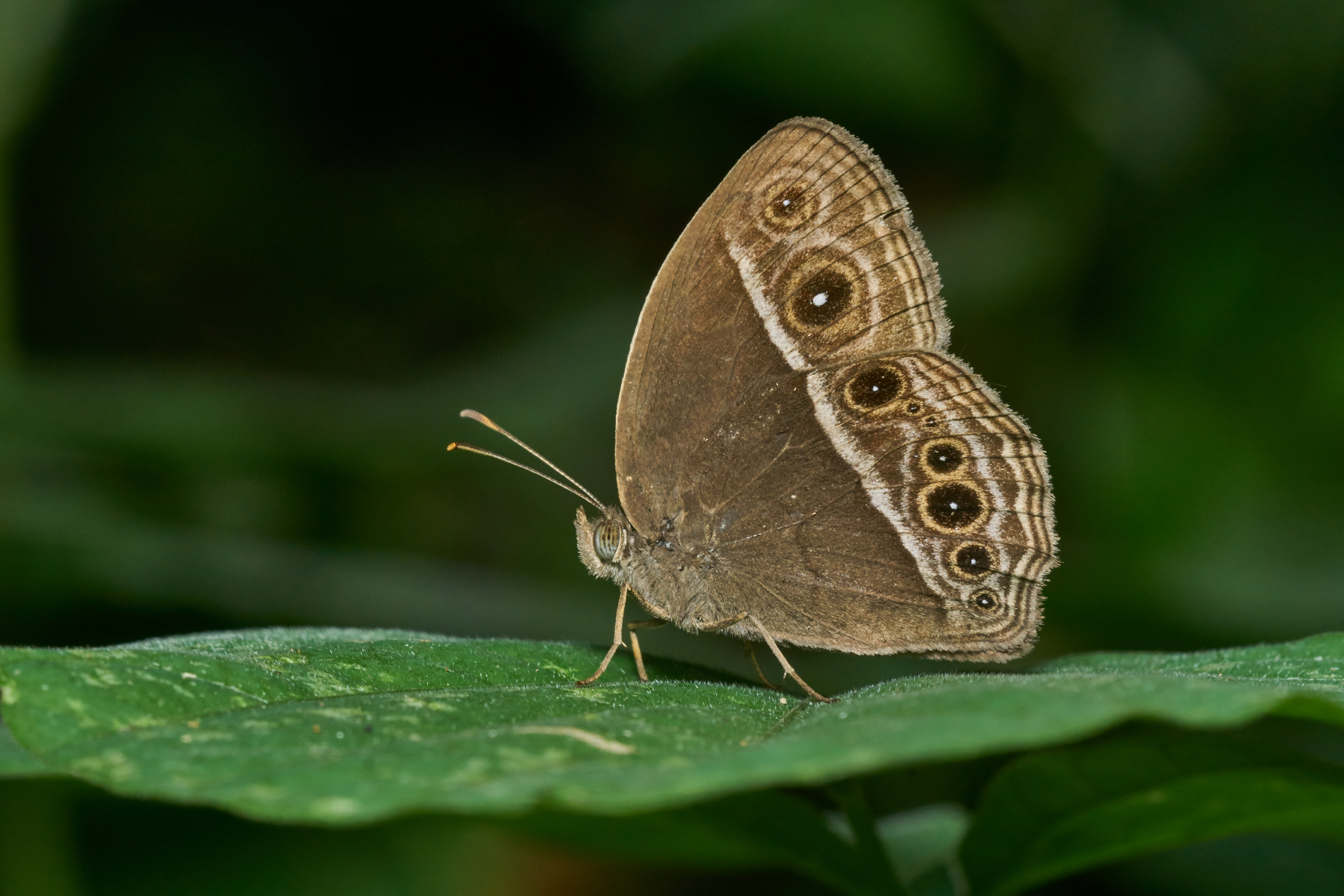 Mycalesis mineus-Kadavoor-2017-04-26-002