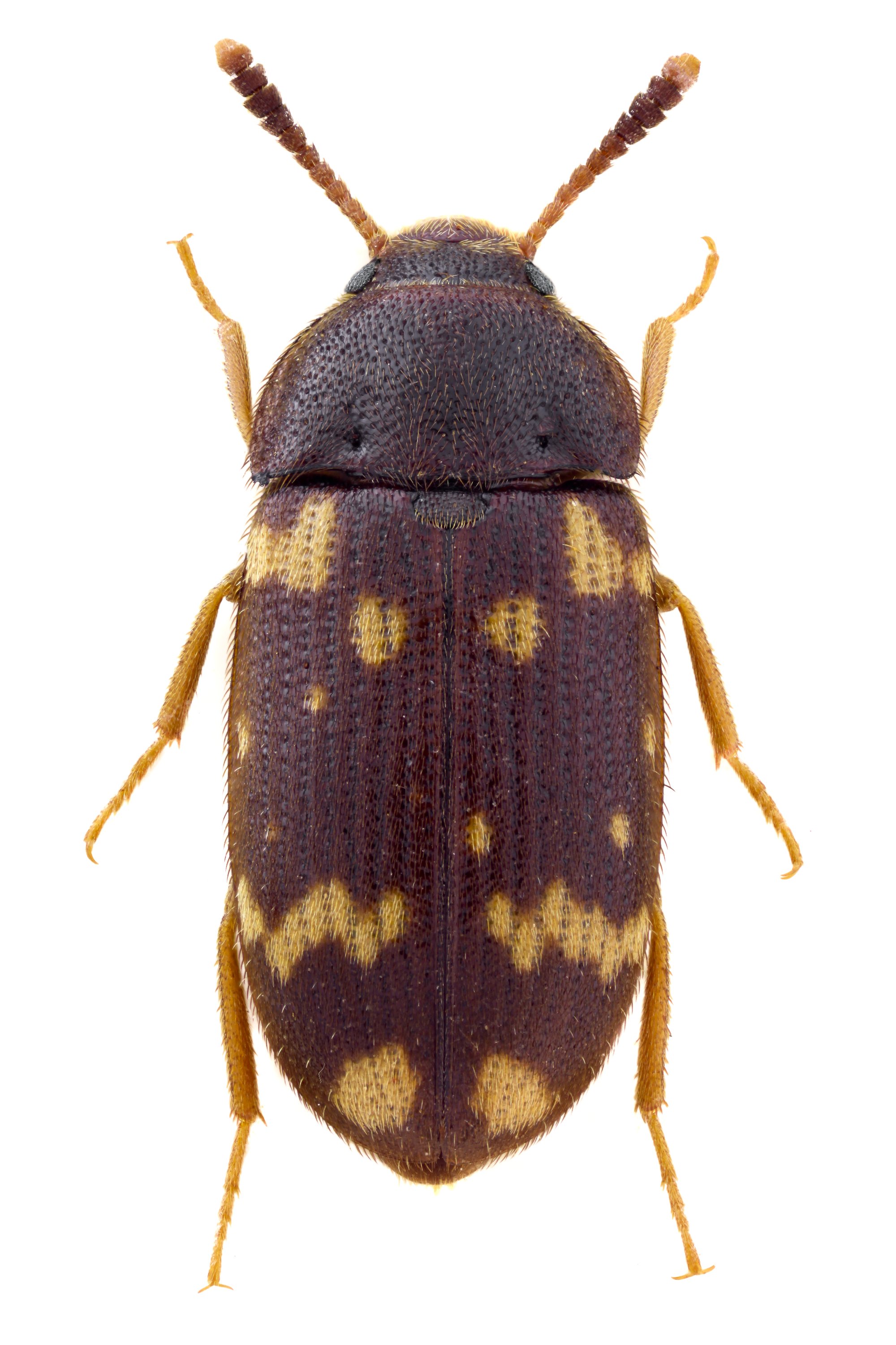 Mycetophagus atomarius