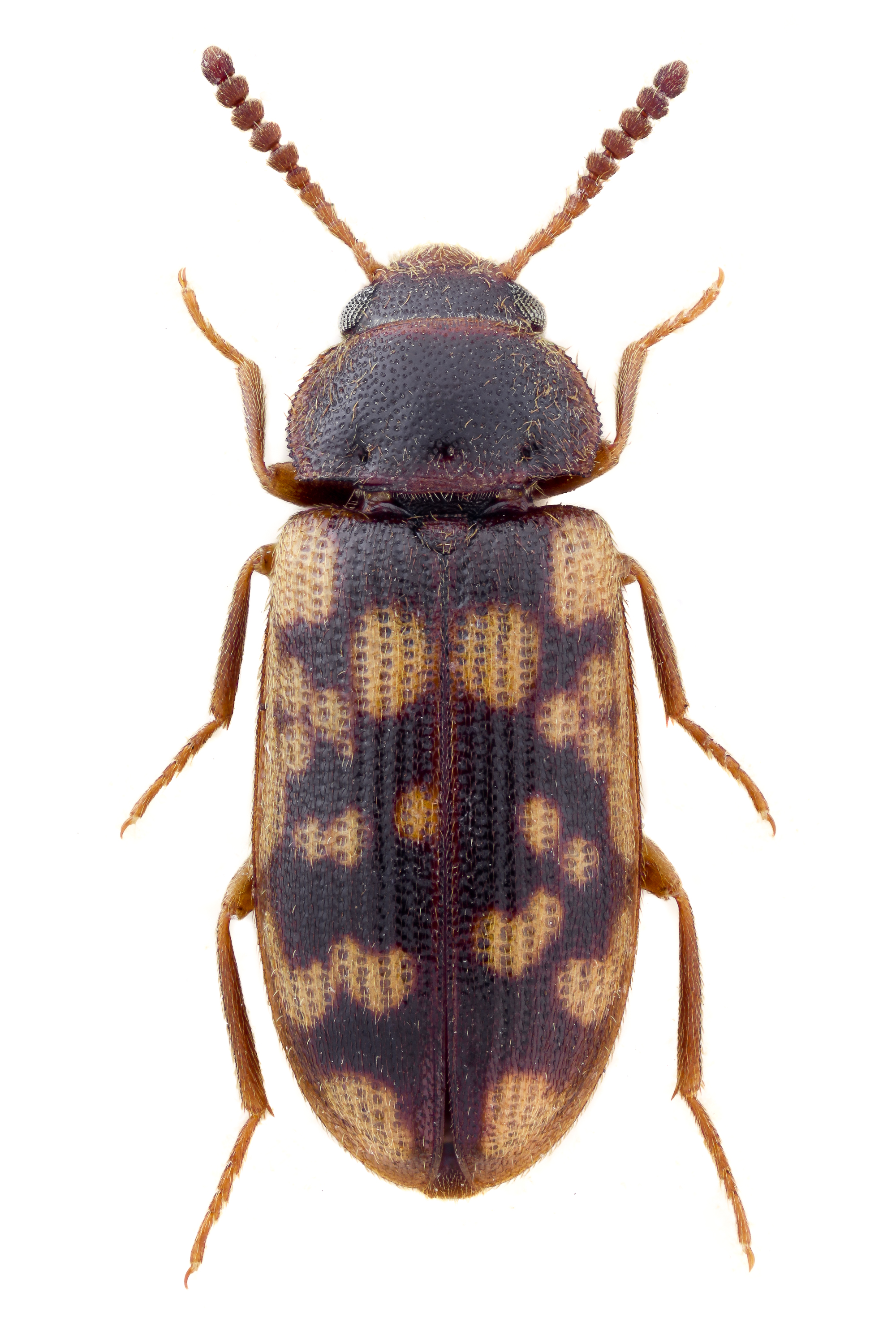 Mycetophagus multipunctatus