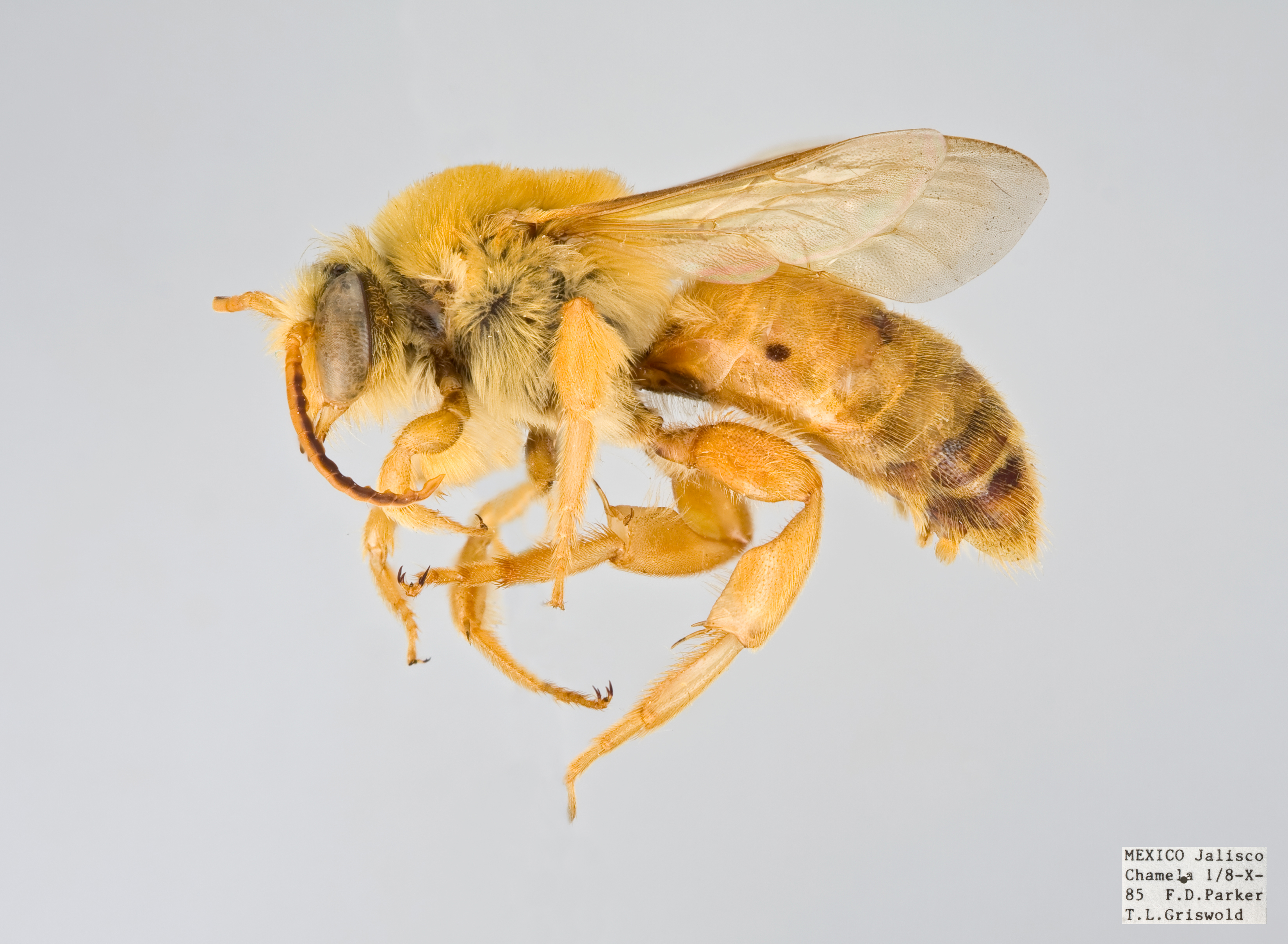 Mydrosoma sp Male