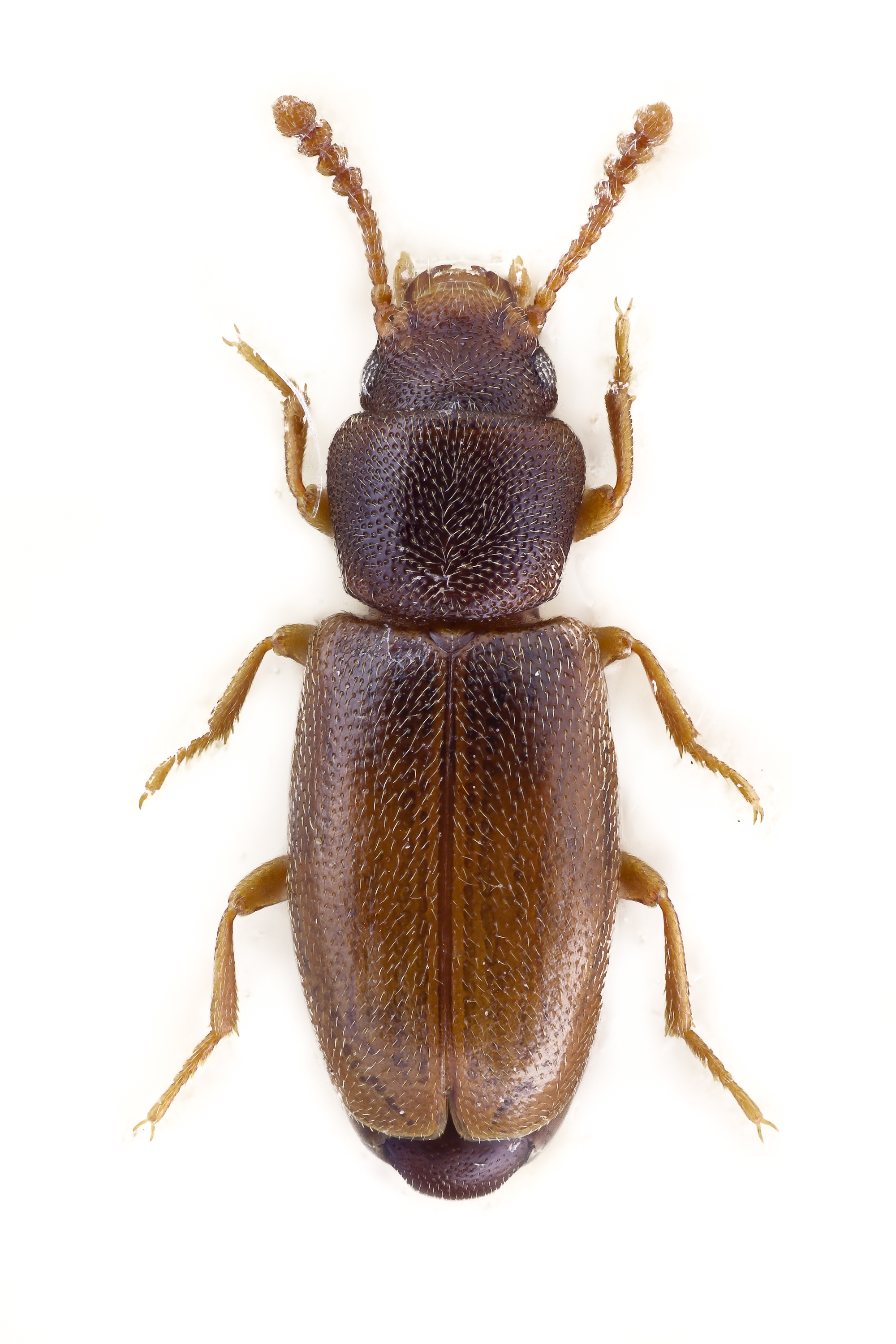 Myrmechixenus vaporariorum