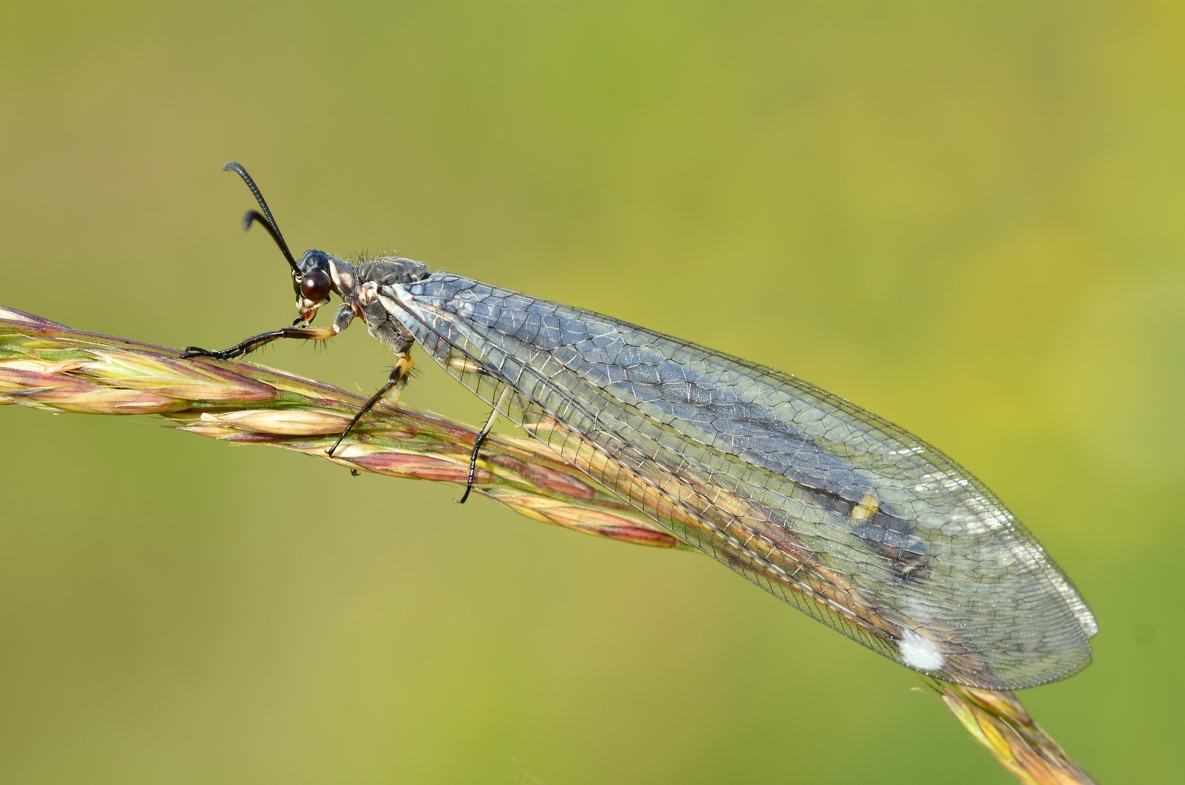 Myrmeleon formicarius (9564014813)