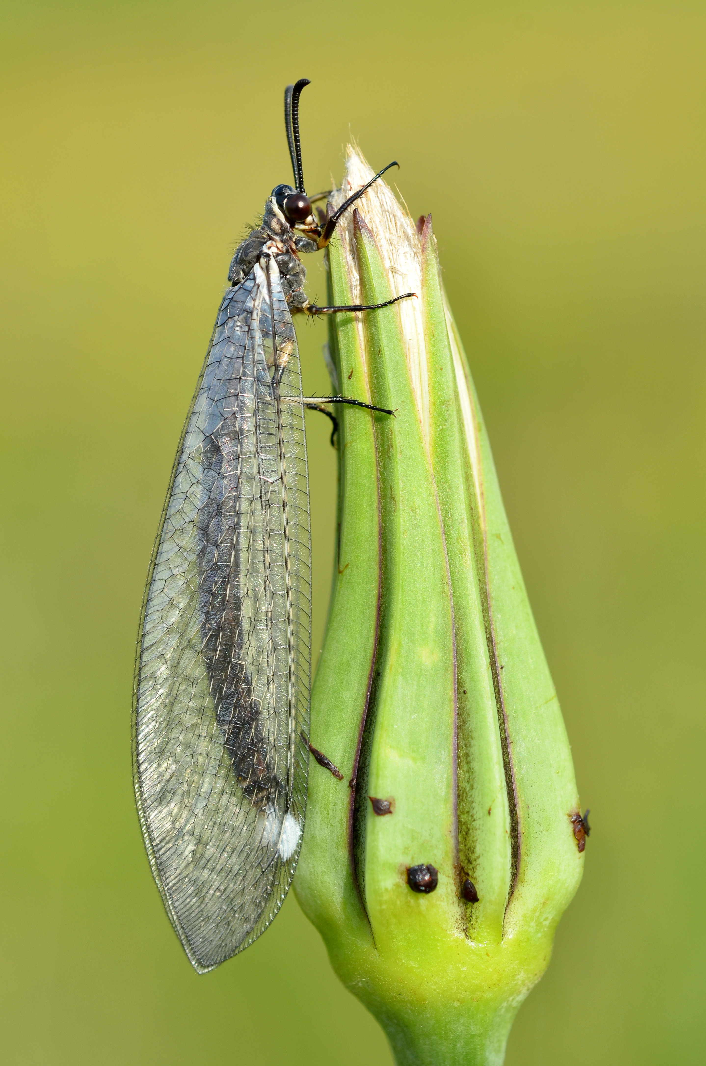 Myrmeleon formicarius (9564018017)