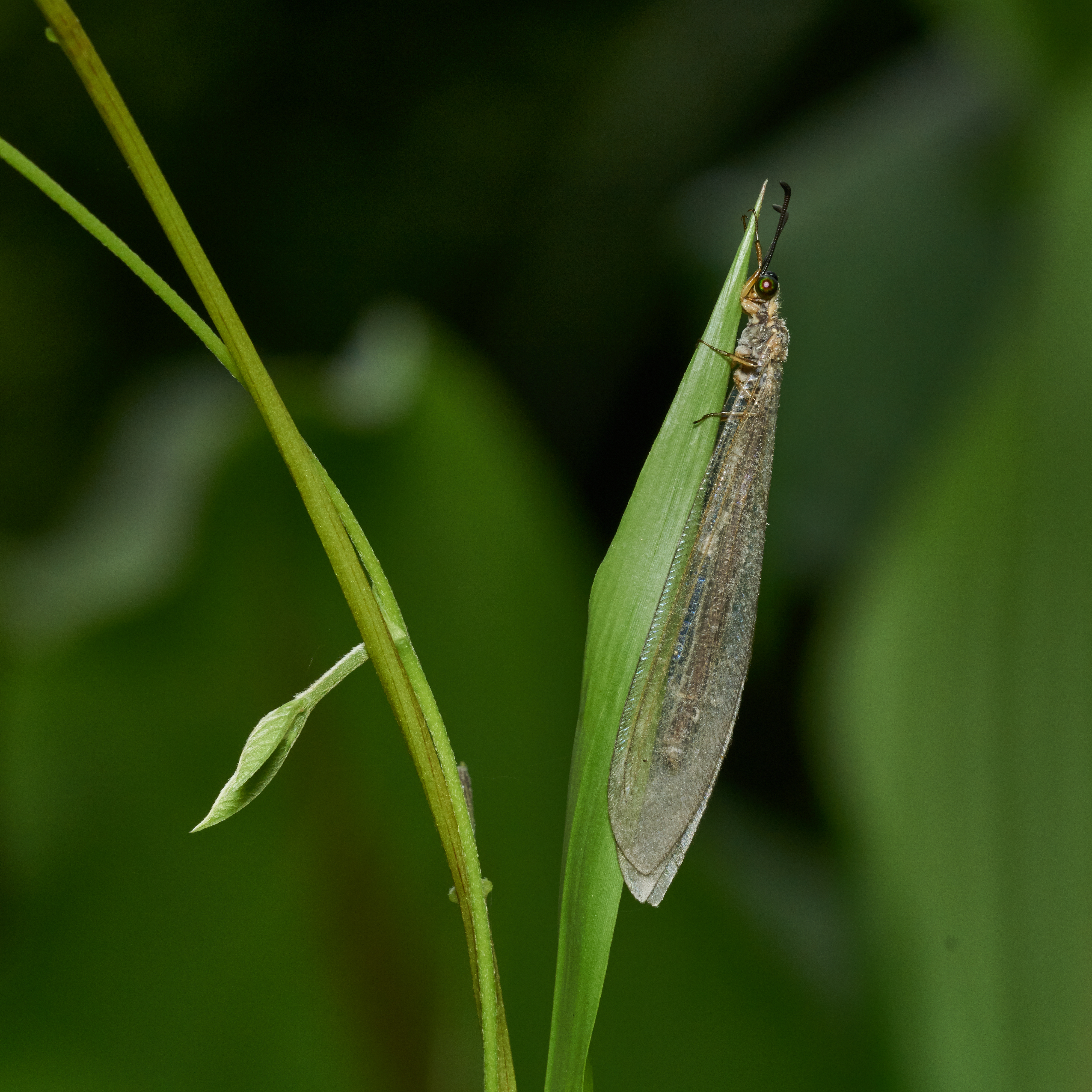 Myrmeleontidae-Kadavoor-2017-05-23-002