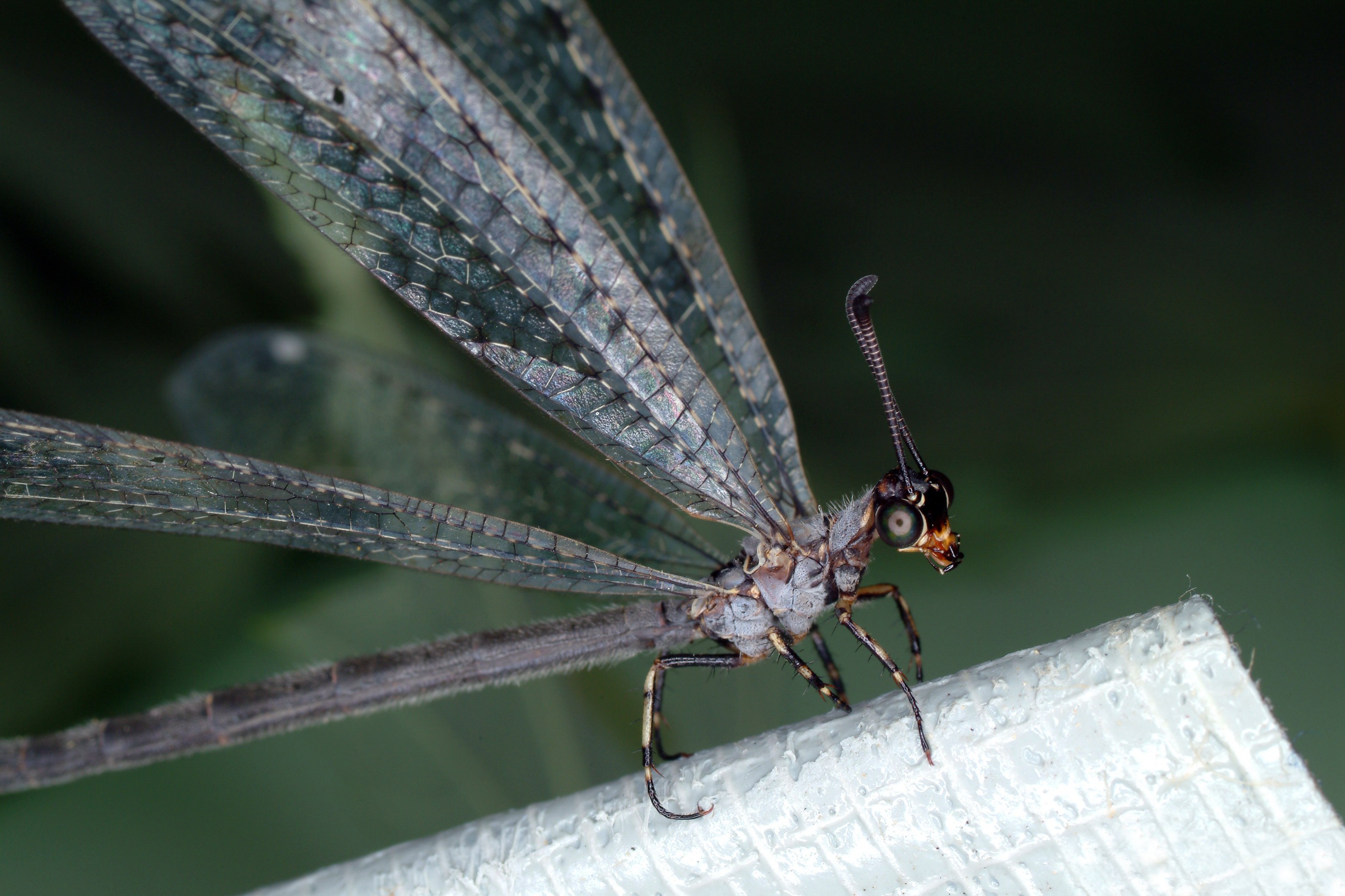 Myrmeleontidae (antlion) 1252003