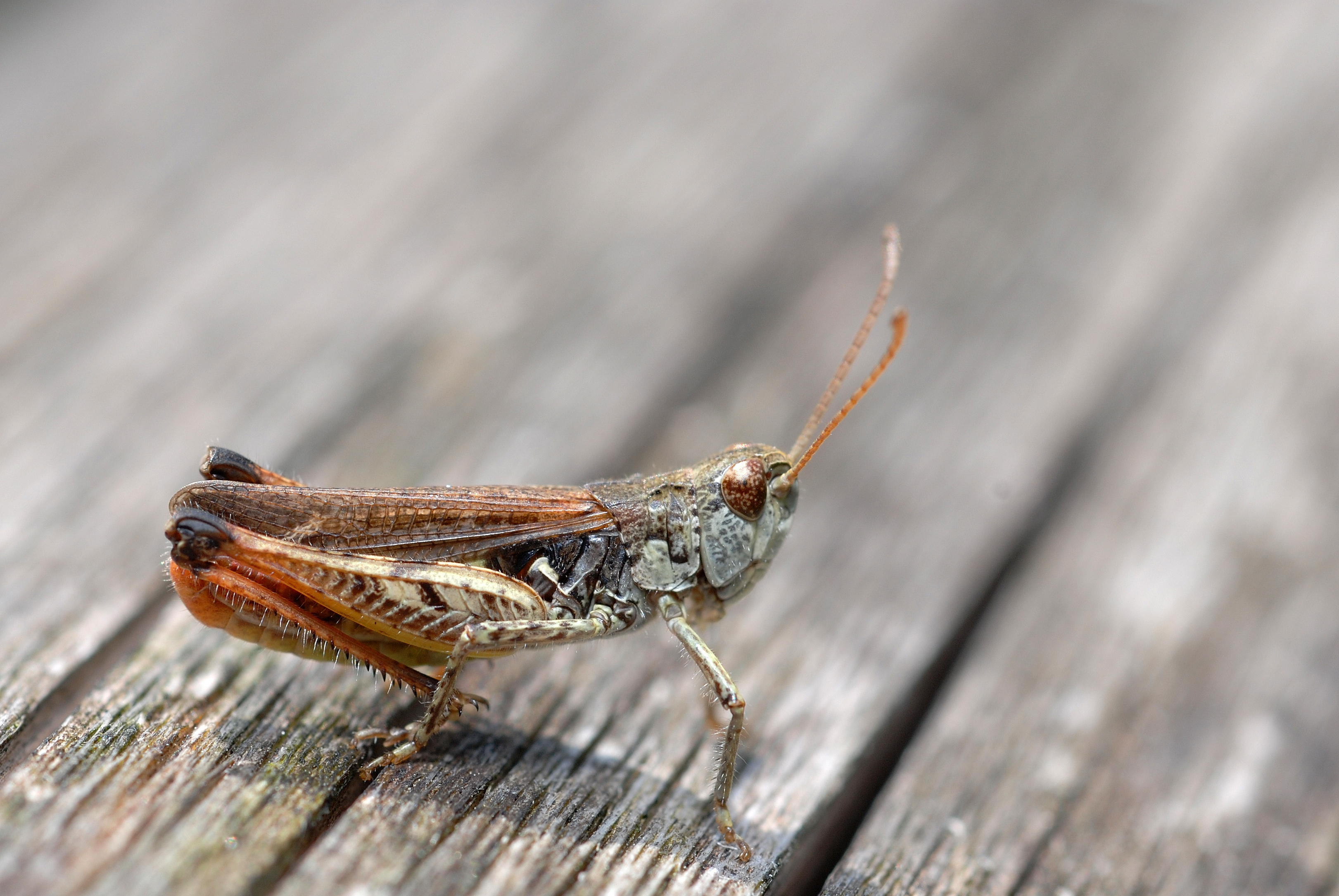 Myrmeleotettix maculatus male (2603314931)