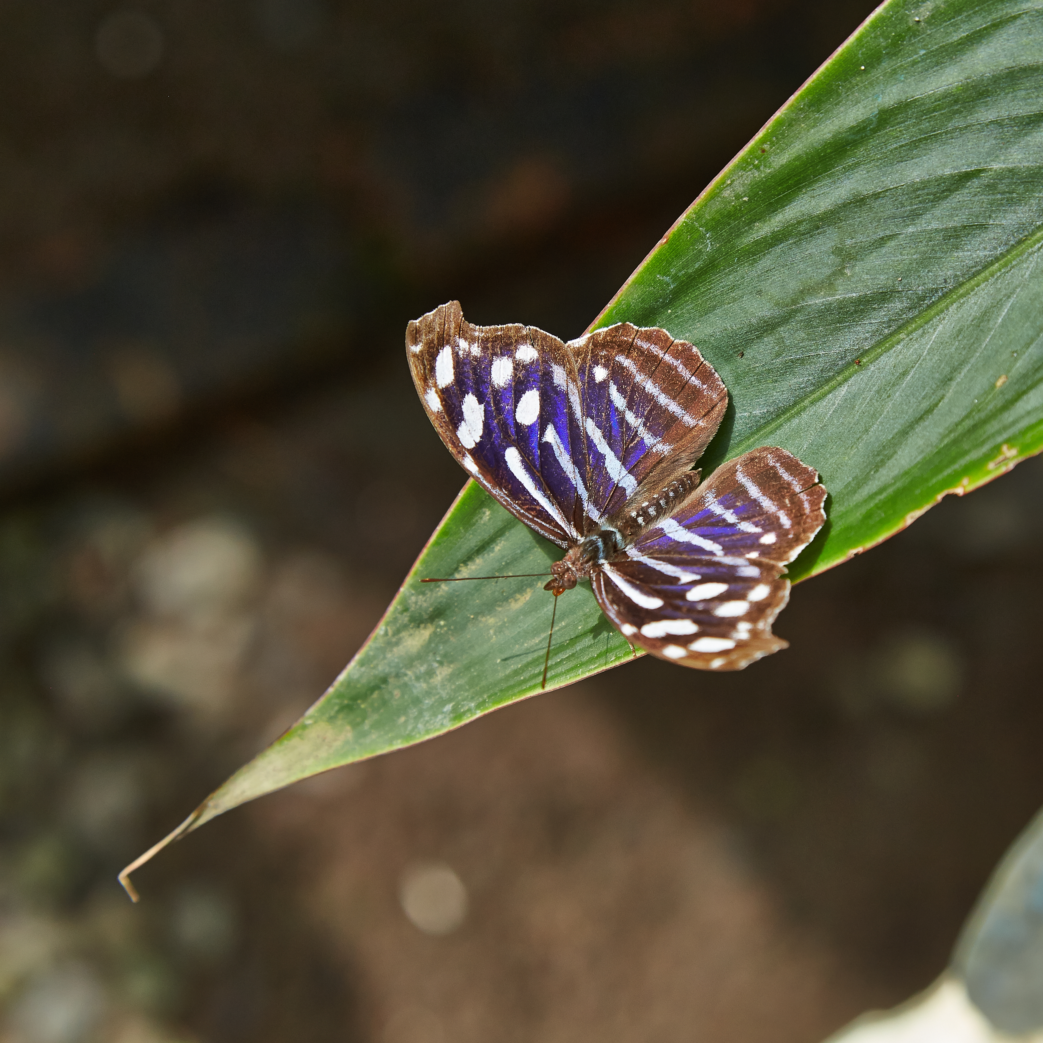 Myscelia cyaniris-IMG 0812