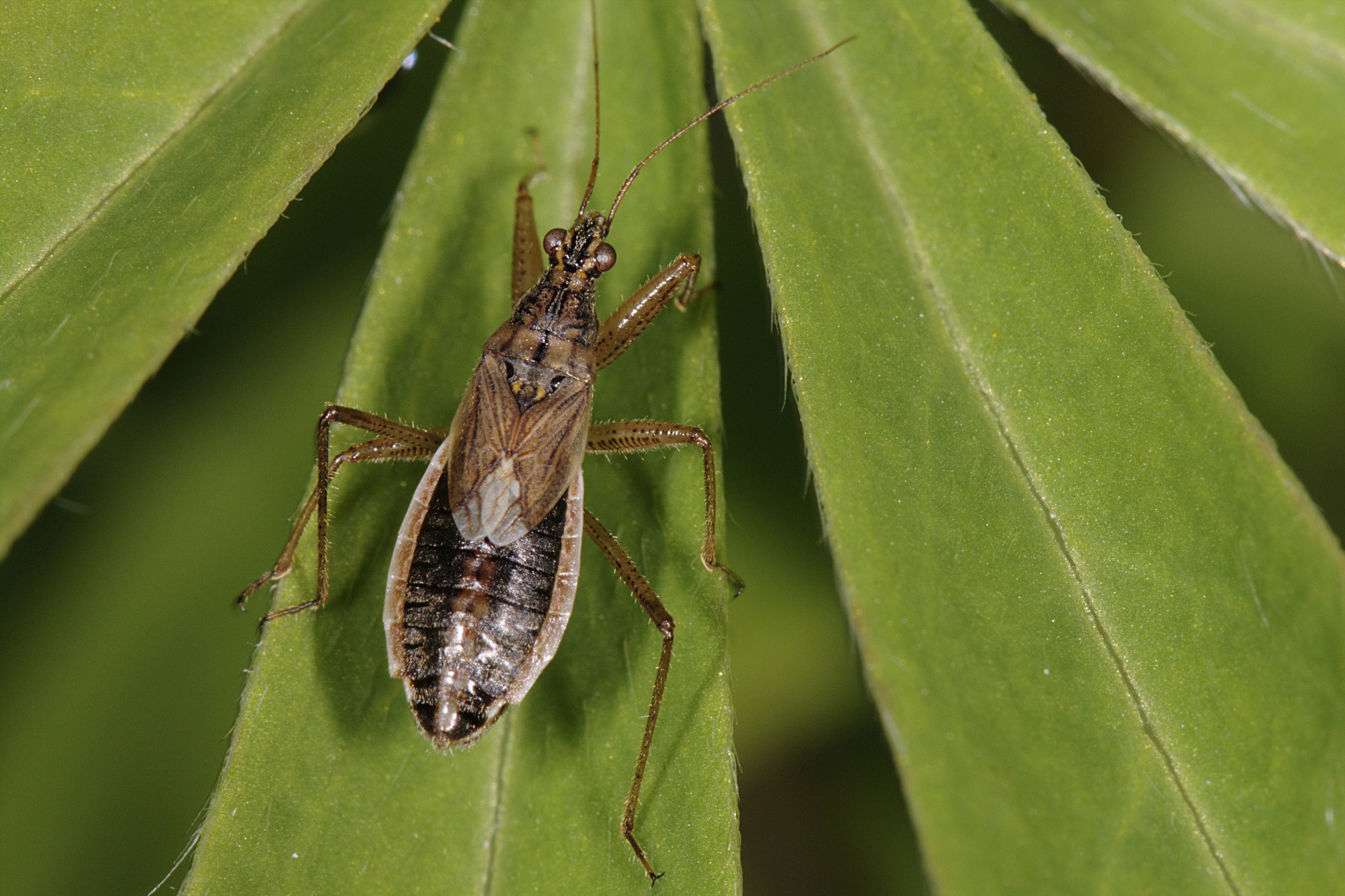 Nabis flavomarginatus (4938425297)