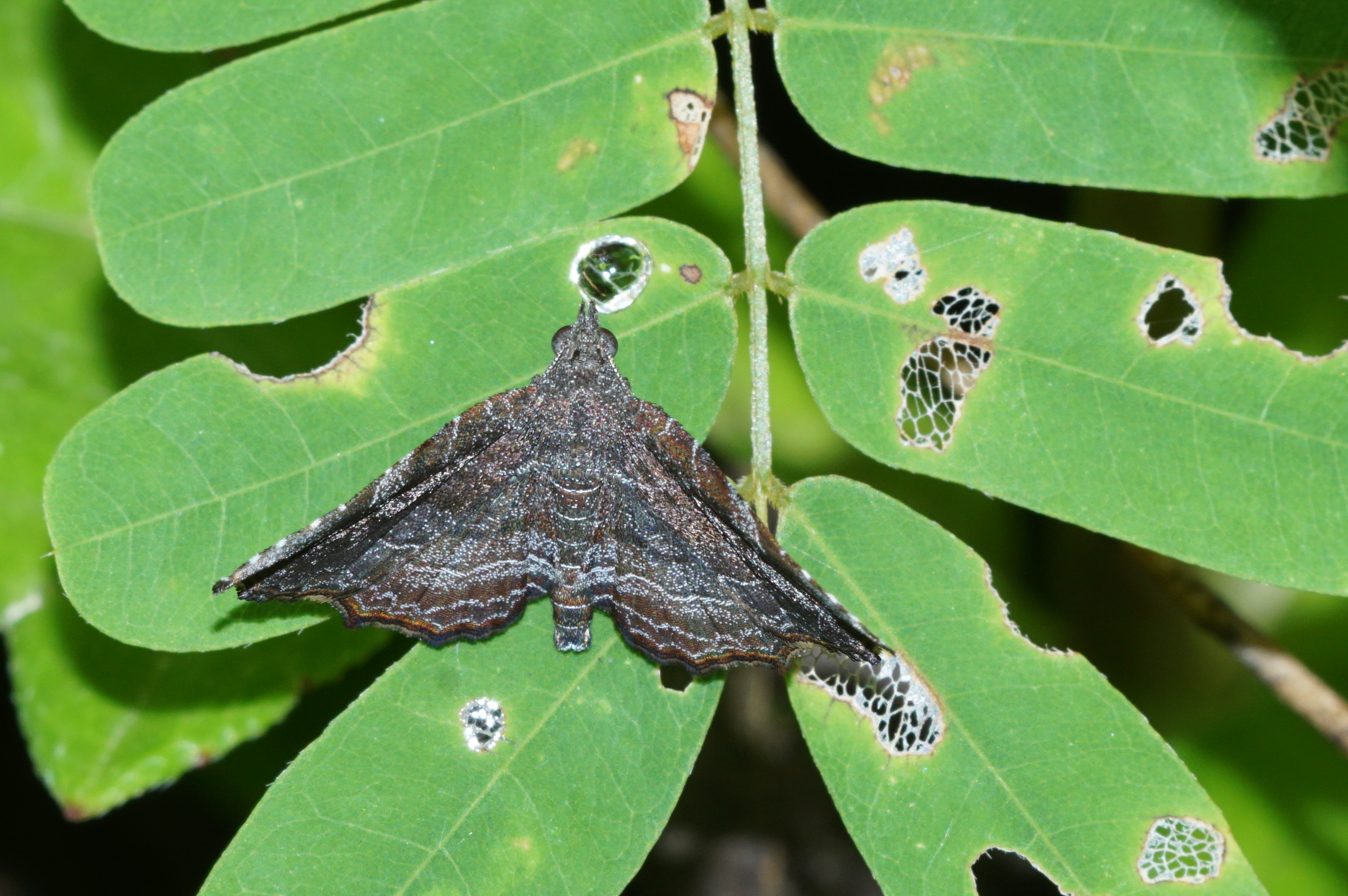 Nagadeba indecoralis 09153