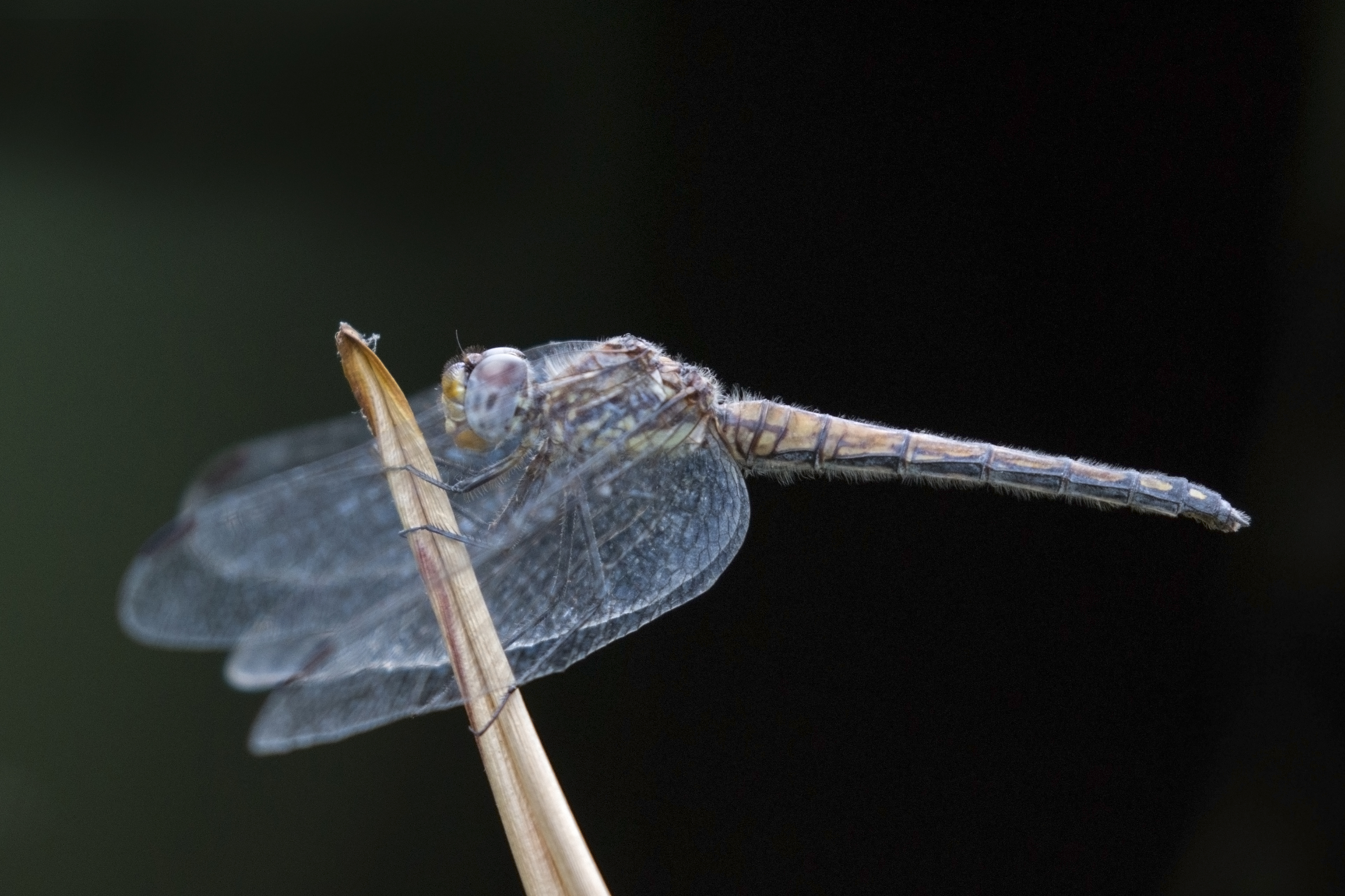 Navy dropwing (Trithemis furva) female