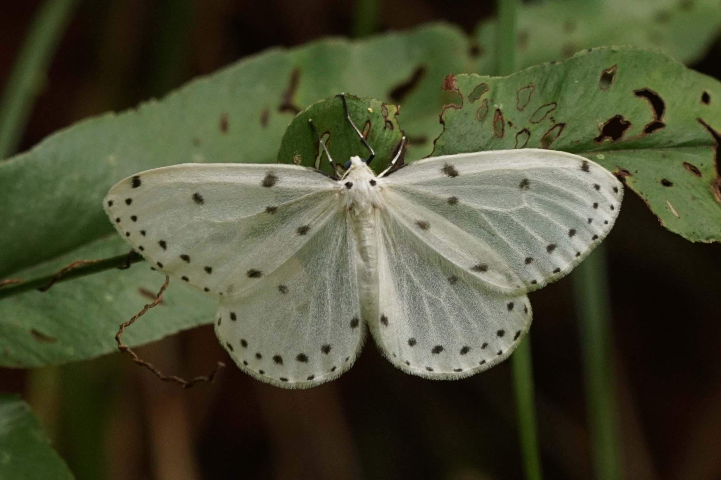 Naxa textilis 06829