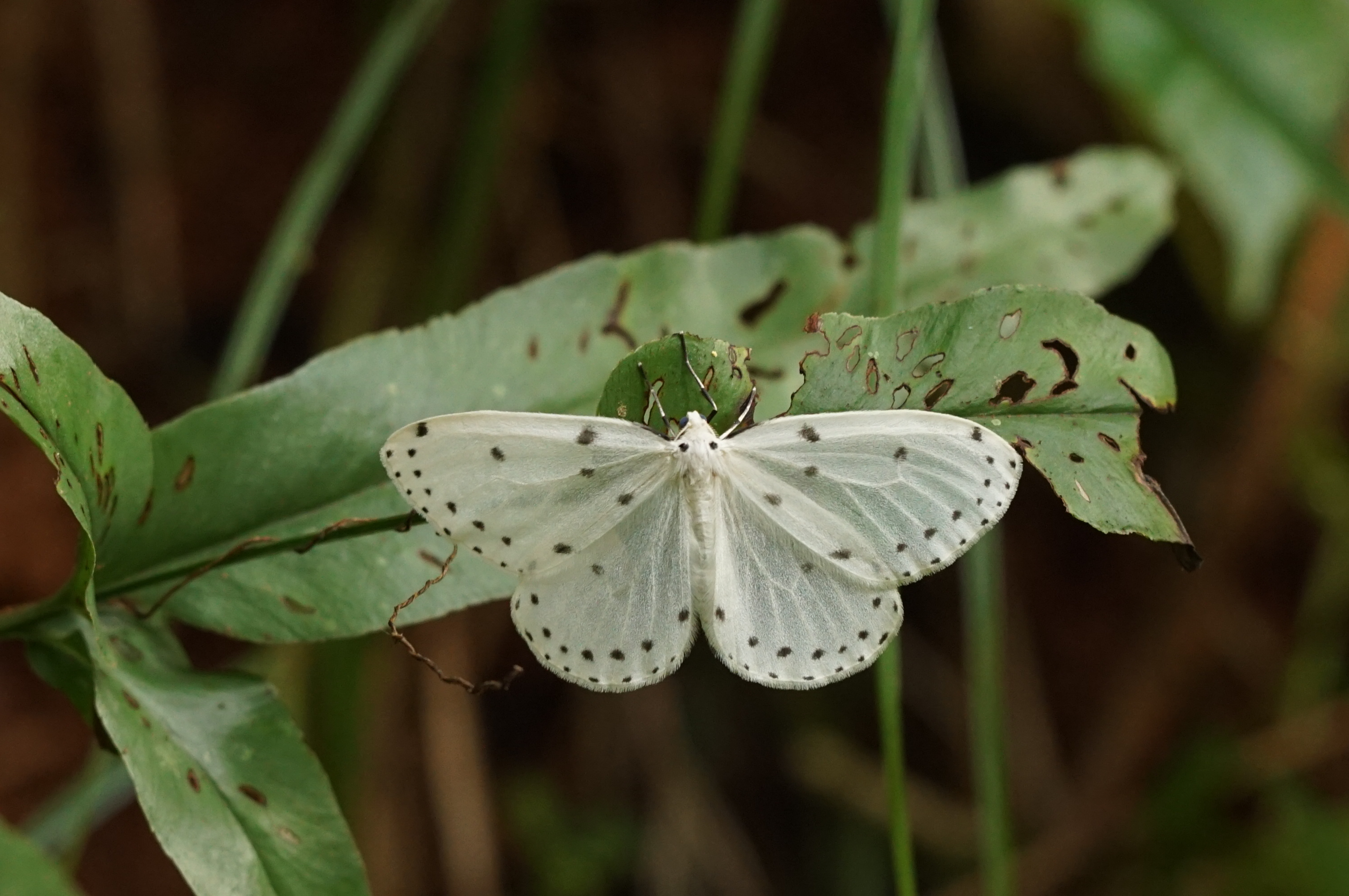 Naxa textilis 06918