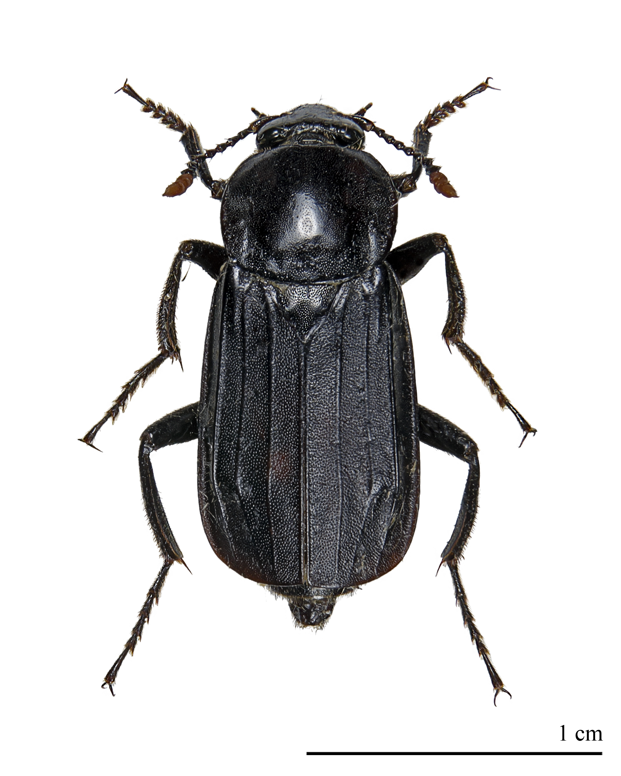 Necrodes littoralis MHNT