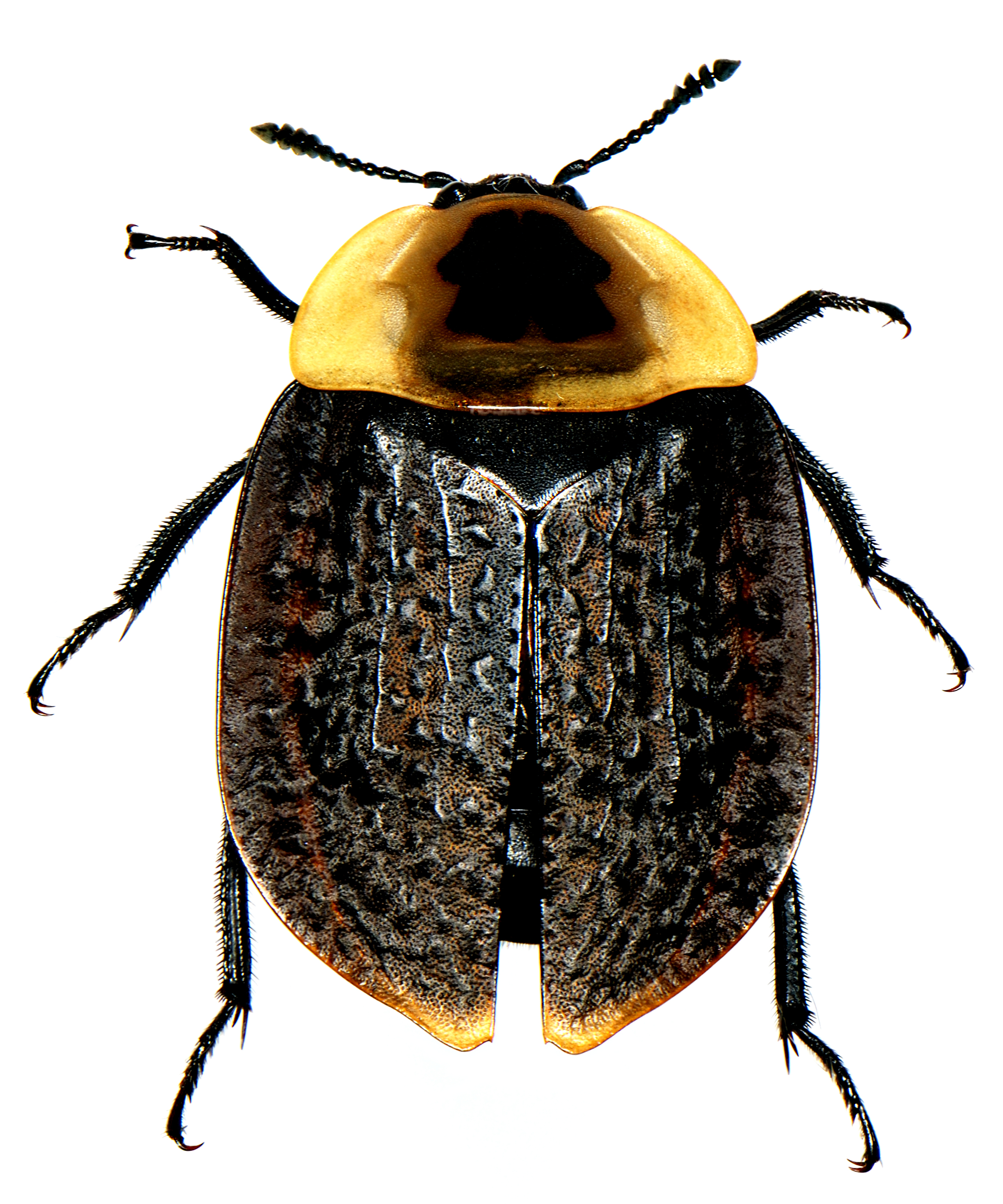 Necrophila americana (Linnaeus) female