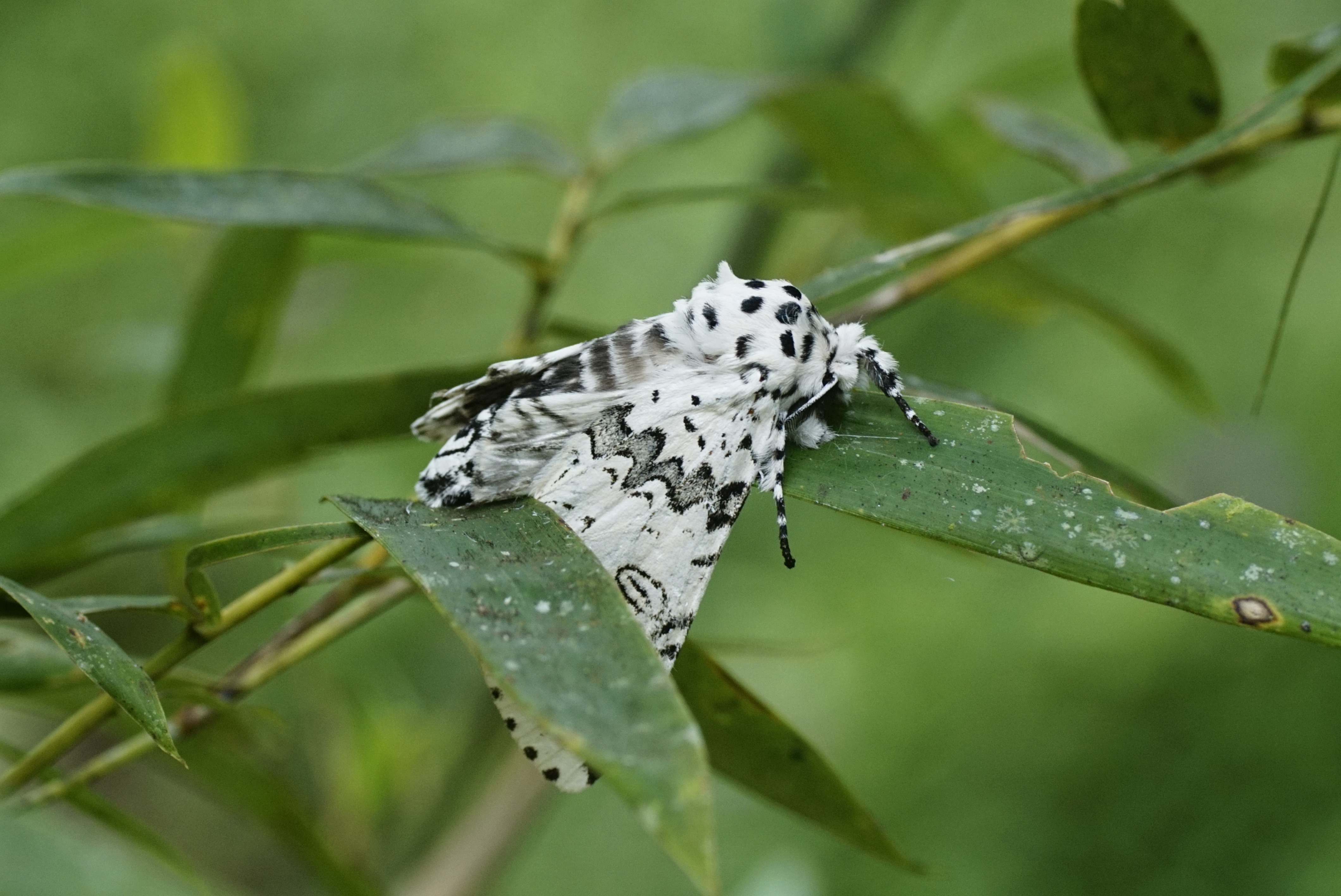 Neocerura Sp 7671