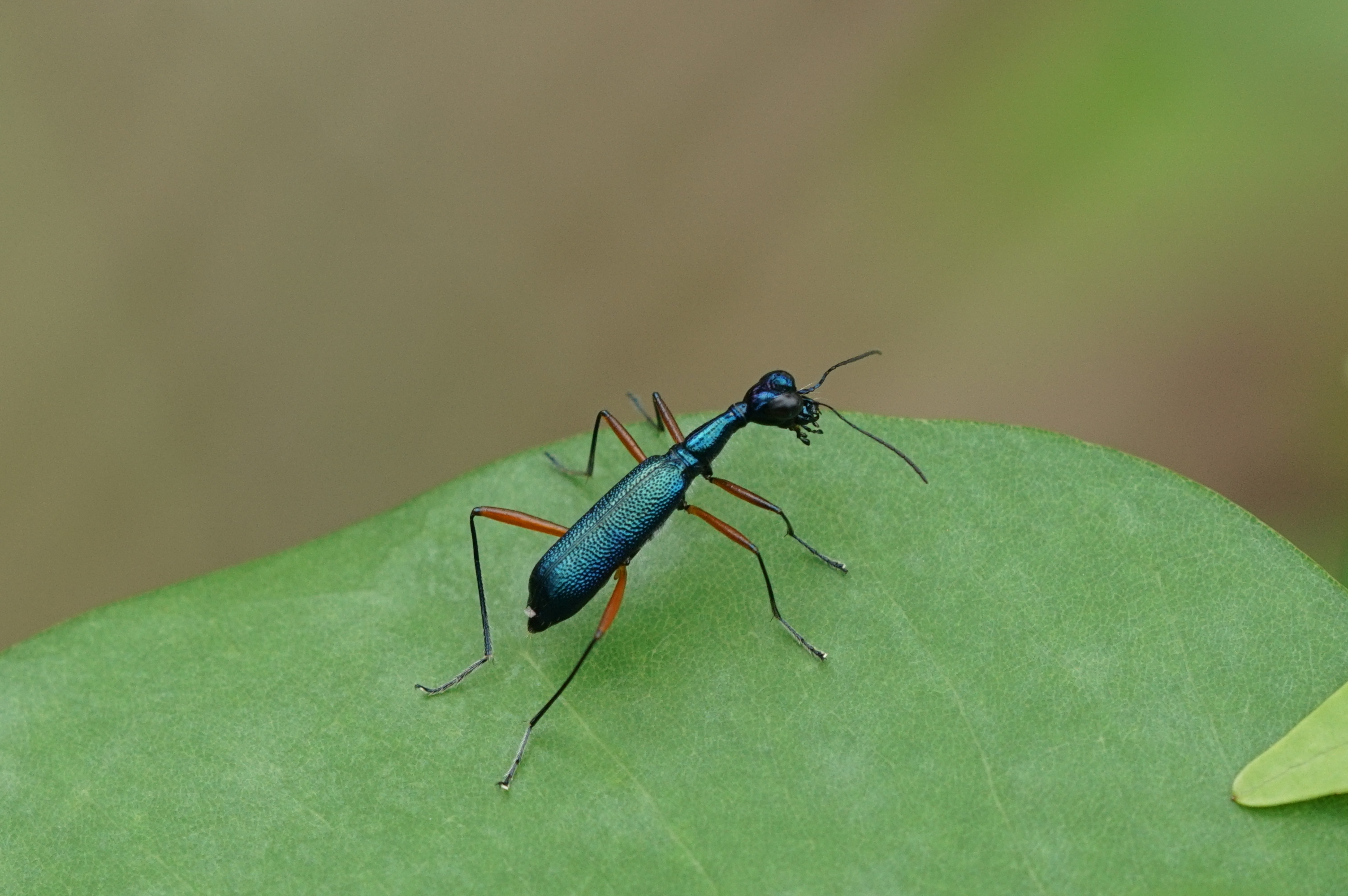 Neocollyris fuscitarsis 02383