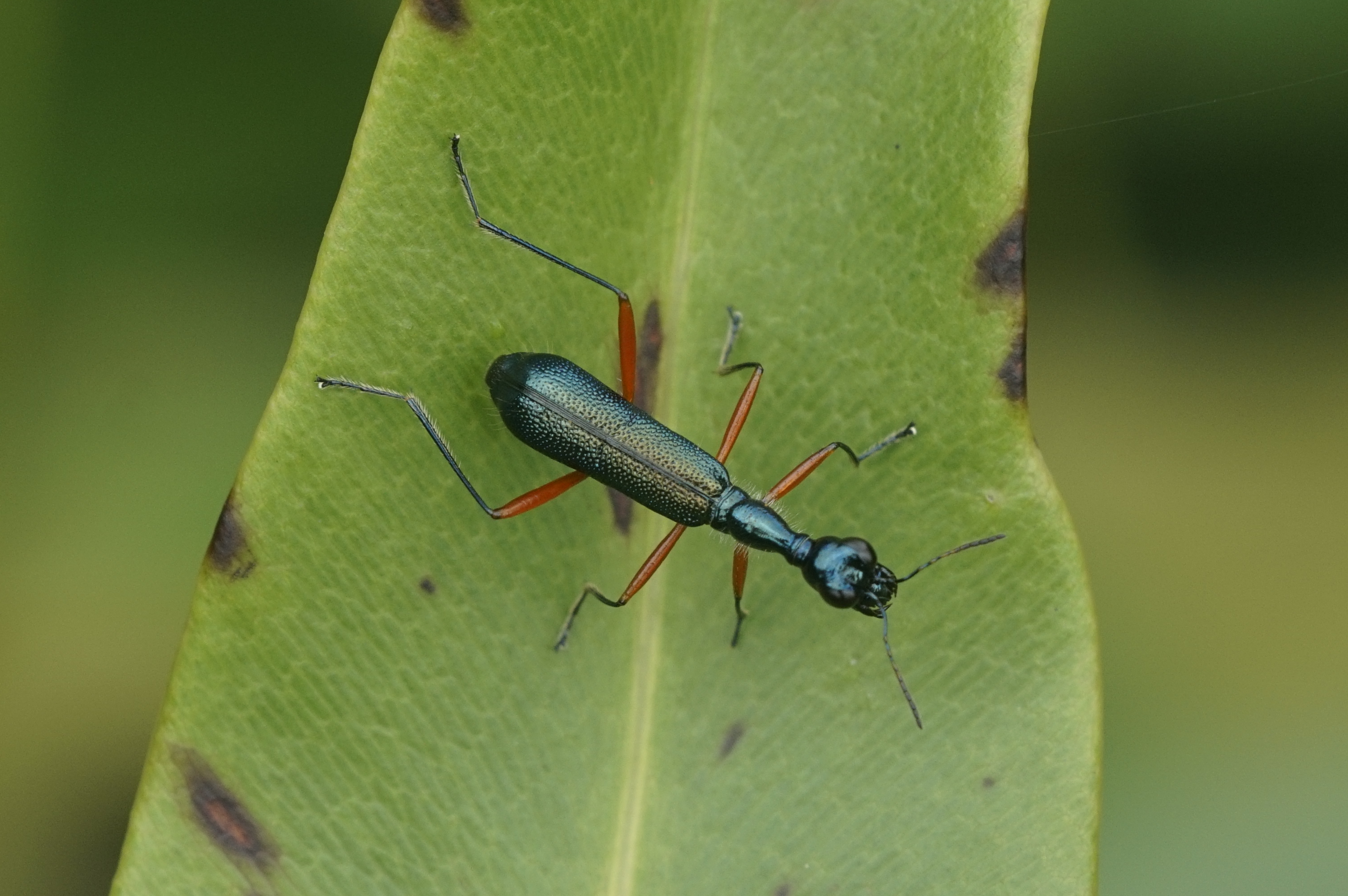 Neocollyris fuscitarsis 7549